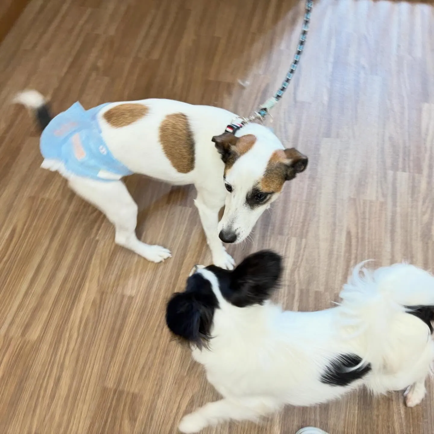 先月アップしきれなかったお手入れわんこたちです🐕🐾