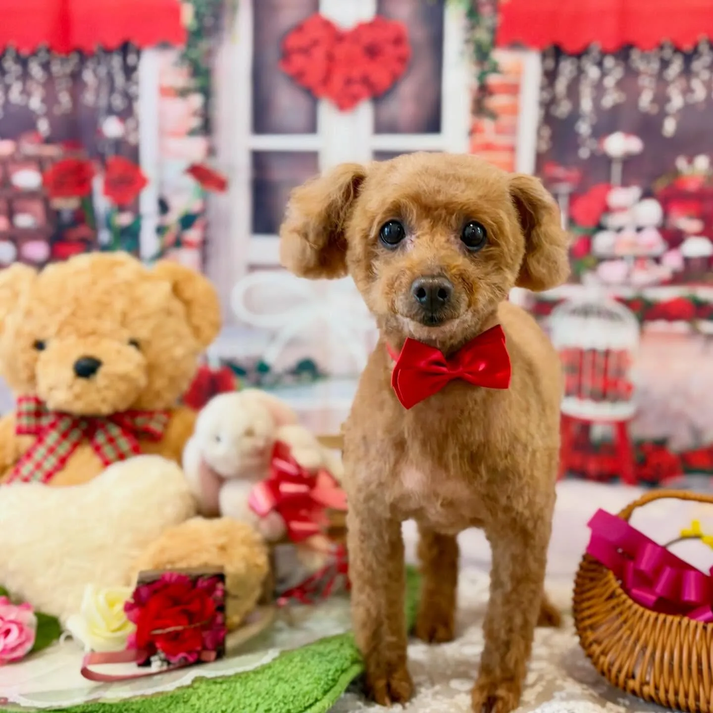 先月アップしきれなかったお手入れわんこたちです🐕🐾