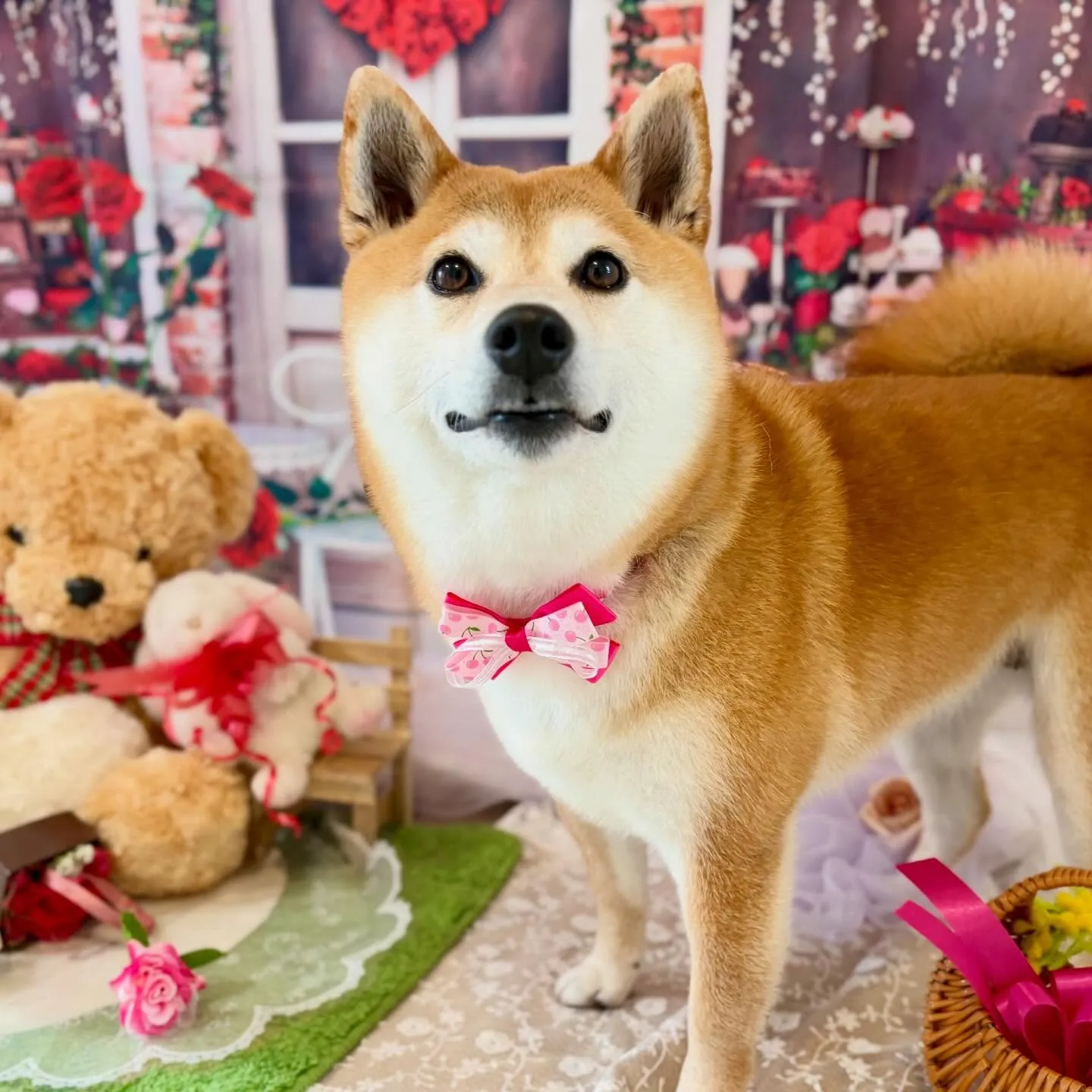 先月アップしきれなかったお手入れわんこたちです🐕🐾