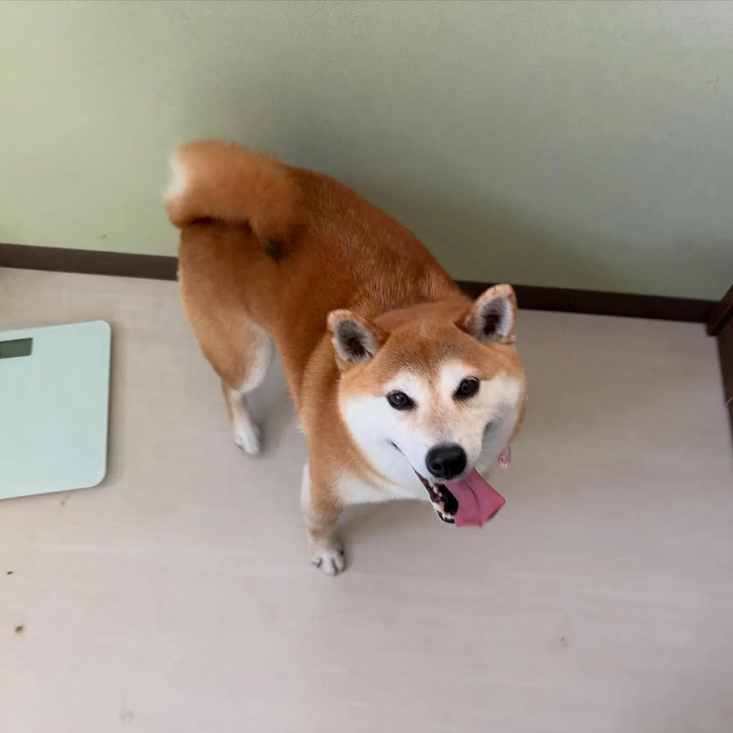 先月アップしきれなかったお手入れわんこたちです🐕🐾