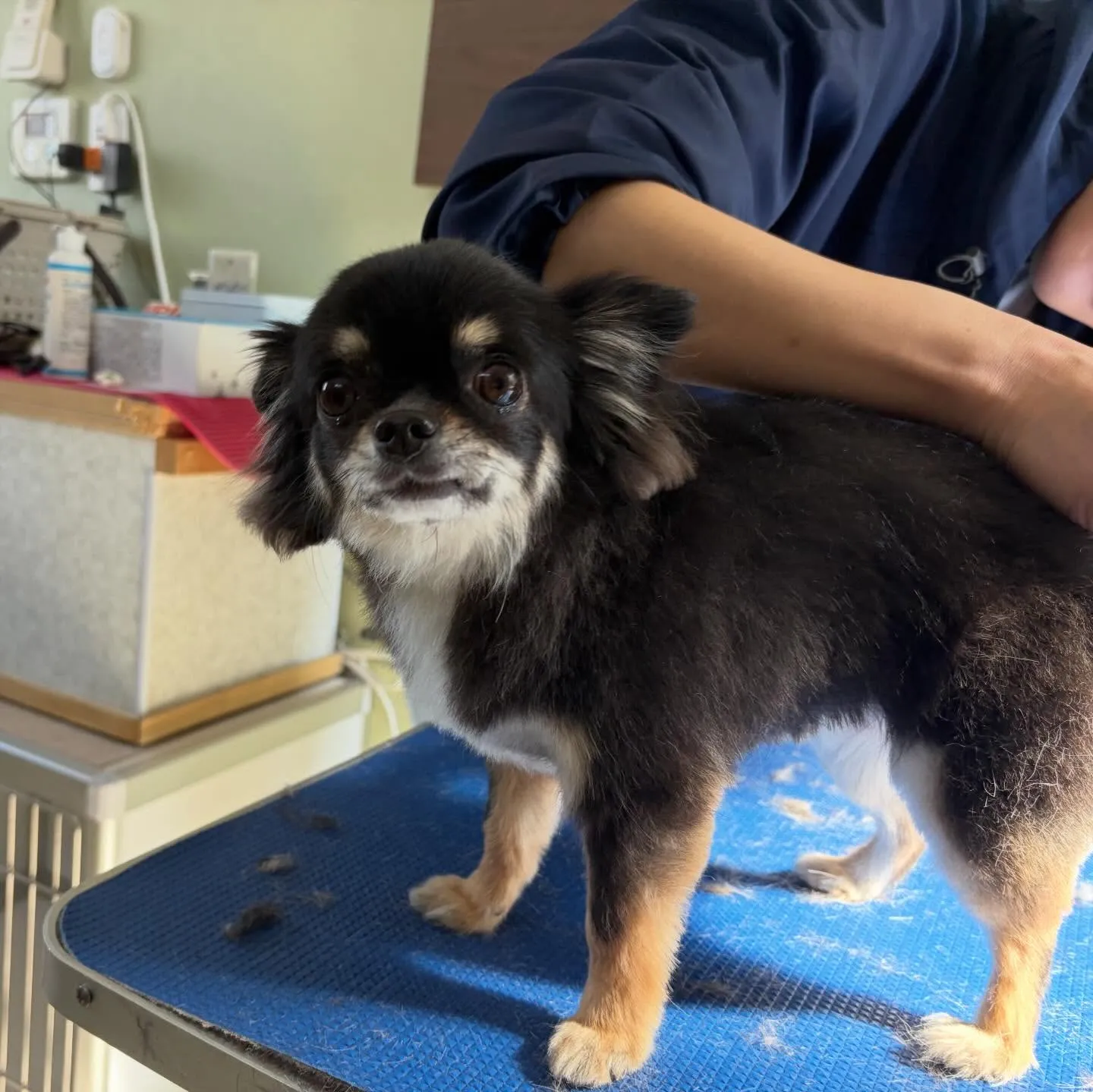 先月アップしきれなかったお手入れわんこたちです🐕🐾