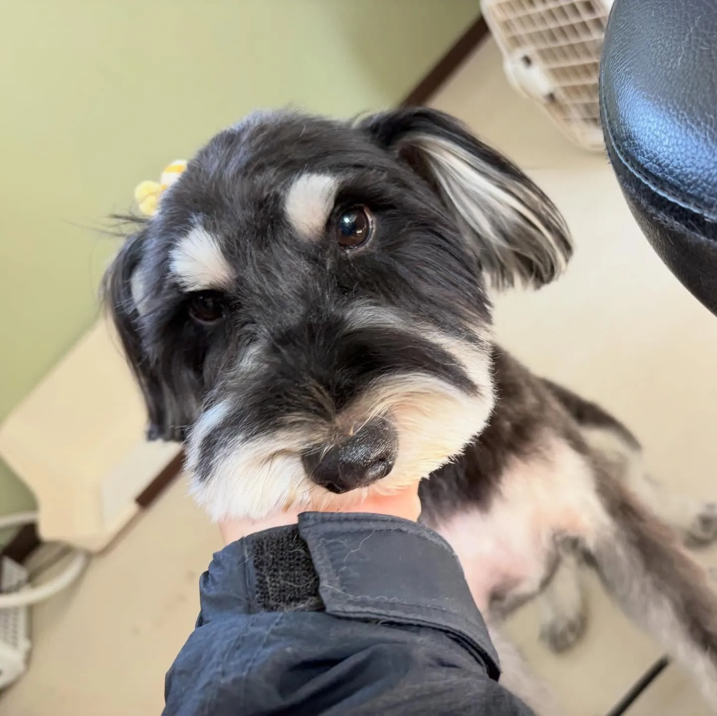 先月アップしきれなかったお手入れわんこたちです🐕🐾