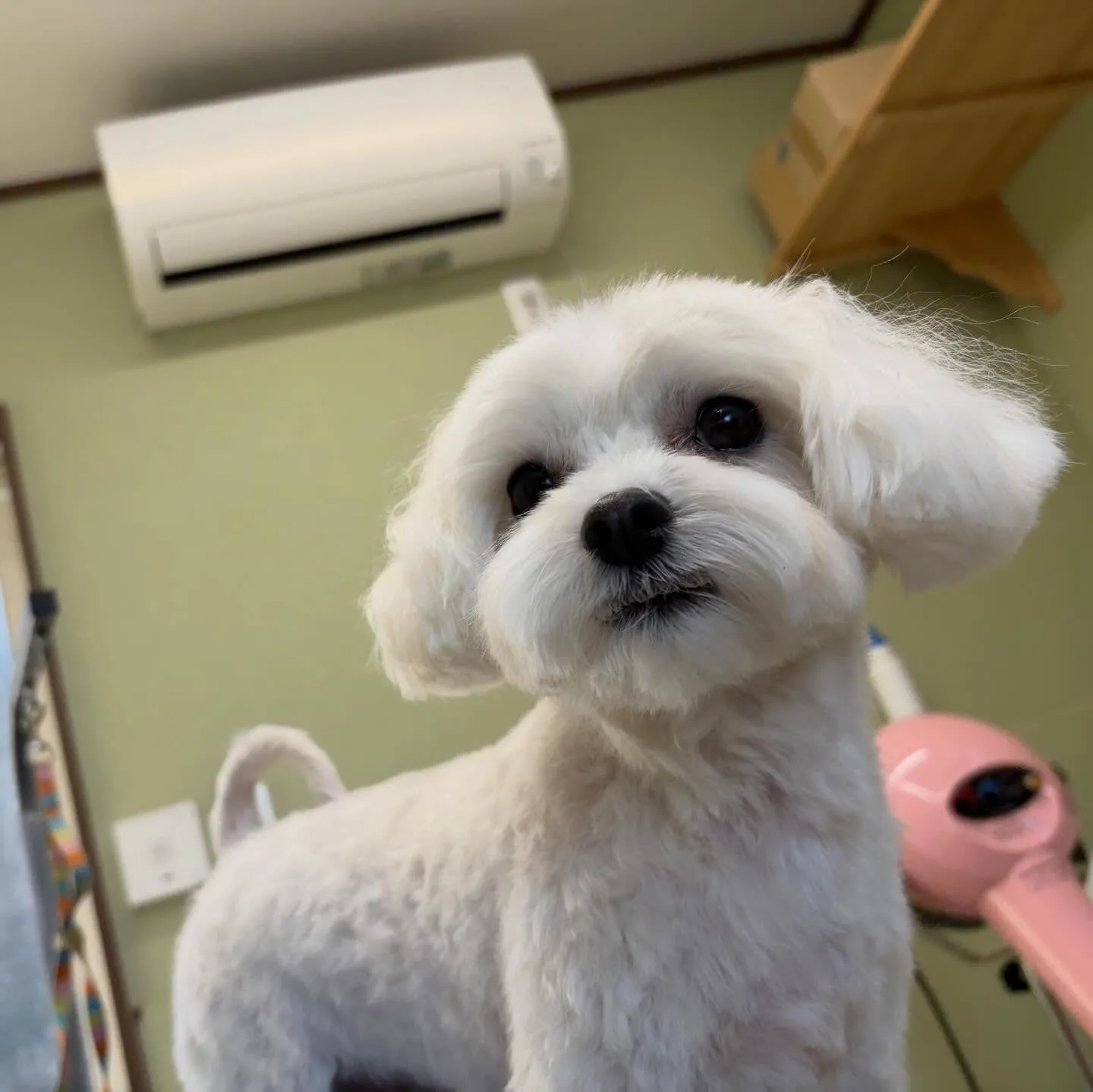 先月アップしきれなかったお手入れわんこたちです🐕🐾