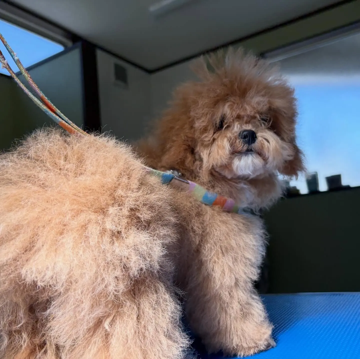 ようやく今月お手入れに来てくれたわんこたちです…！🎀