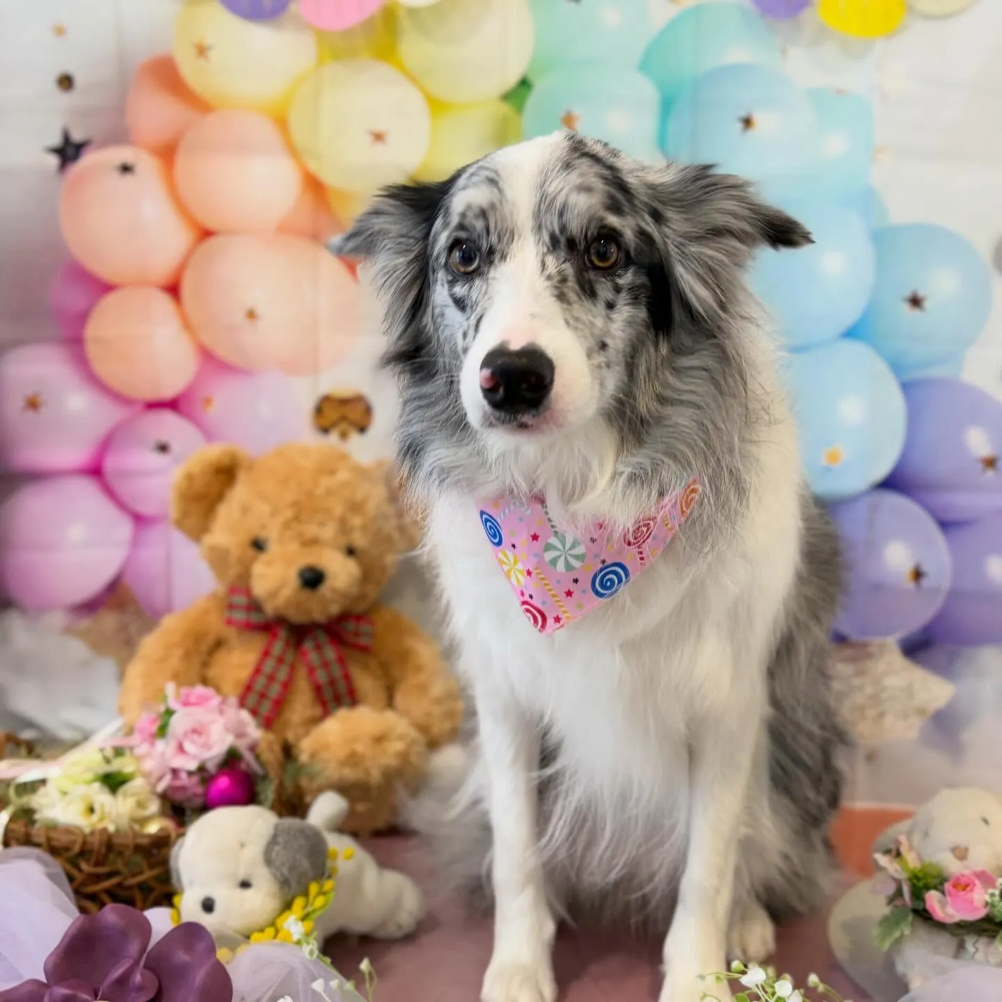 ようやく今月お手入れに来てくれたわんこたちです…！🎀