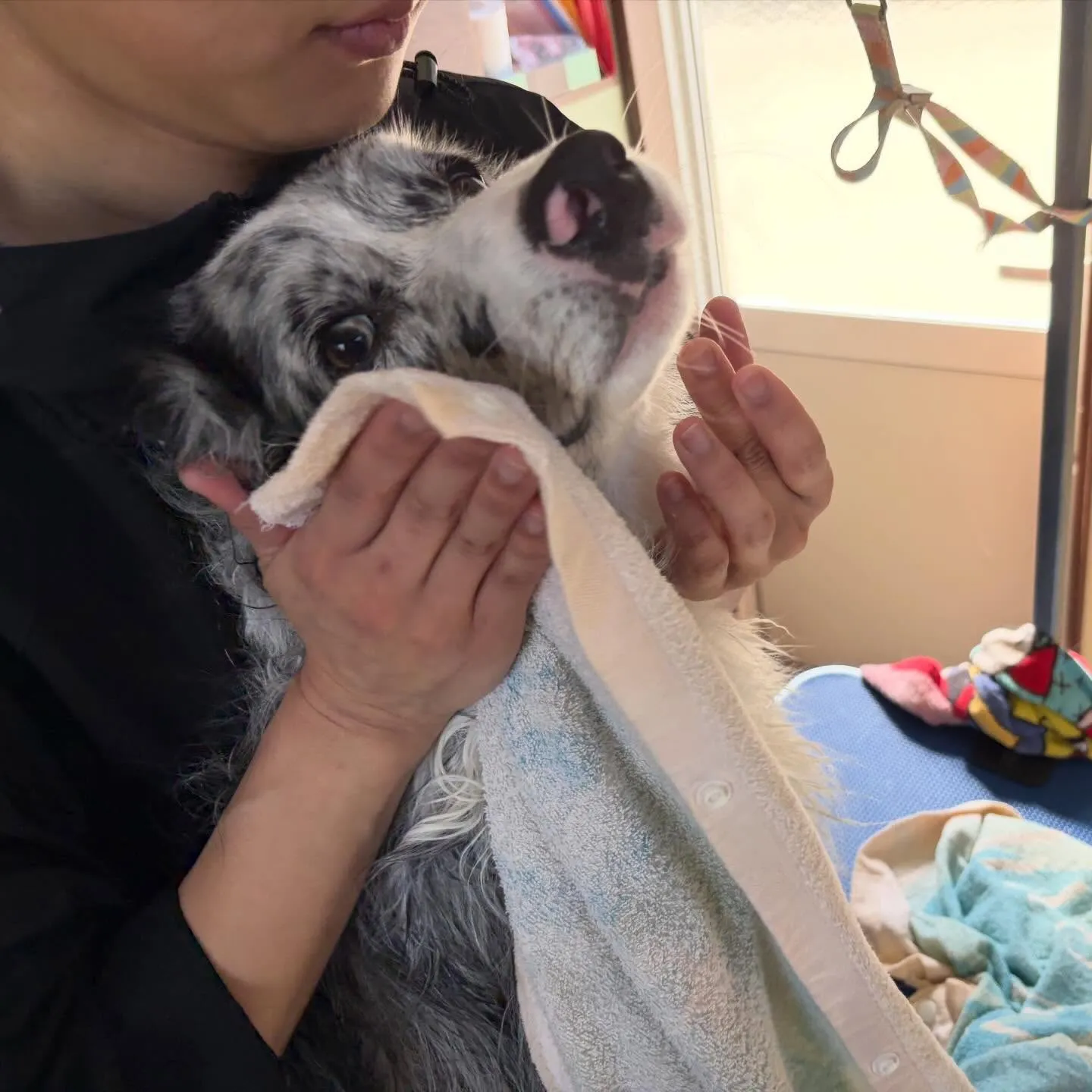 ようやく今月お手入れに来てくれたわんこたちです…！🎀