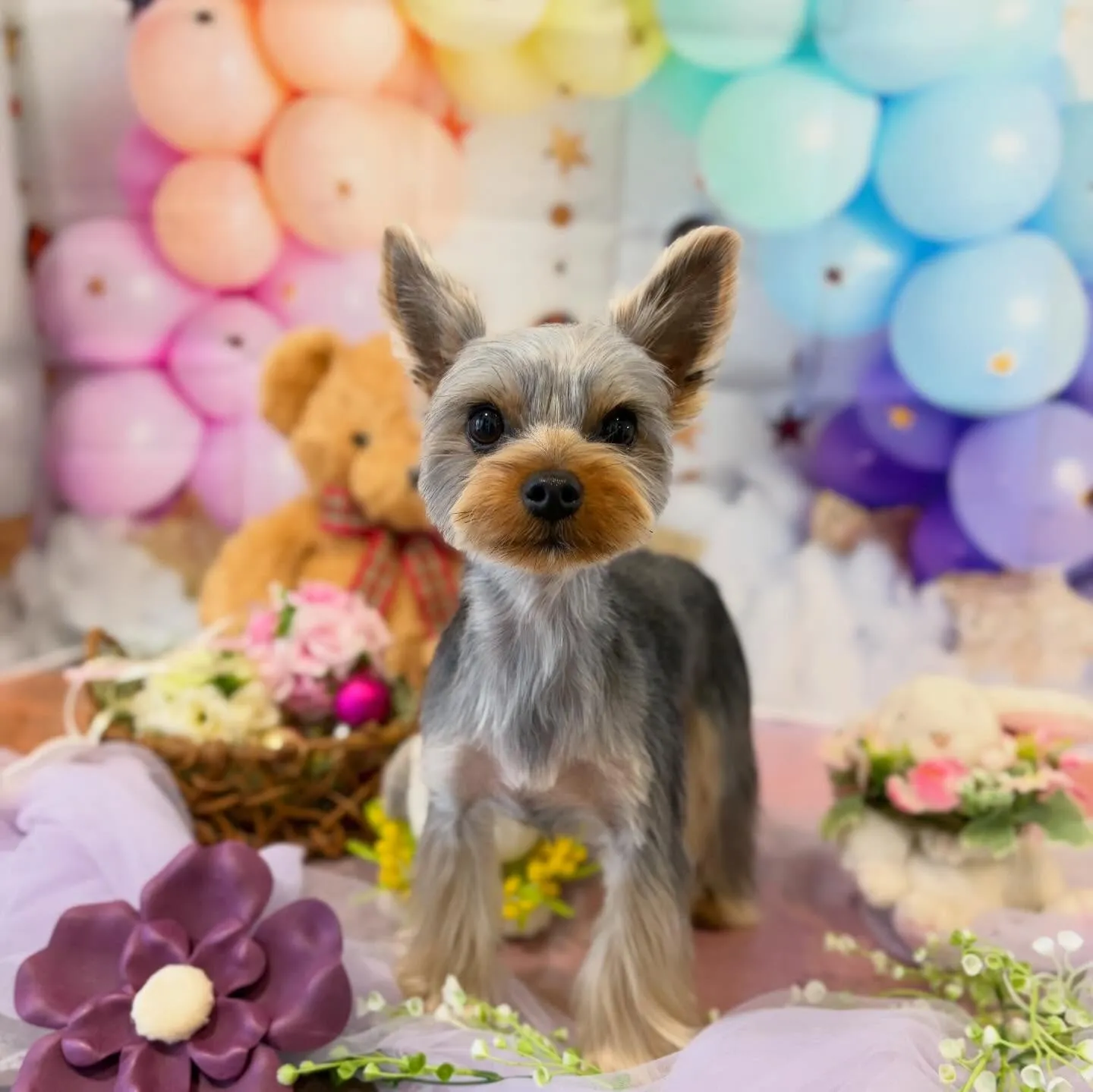 ようやく今月お手入れに来てくれたわんこたちです…！🎀