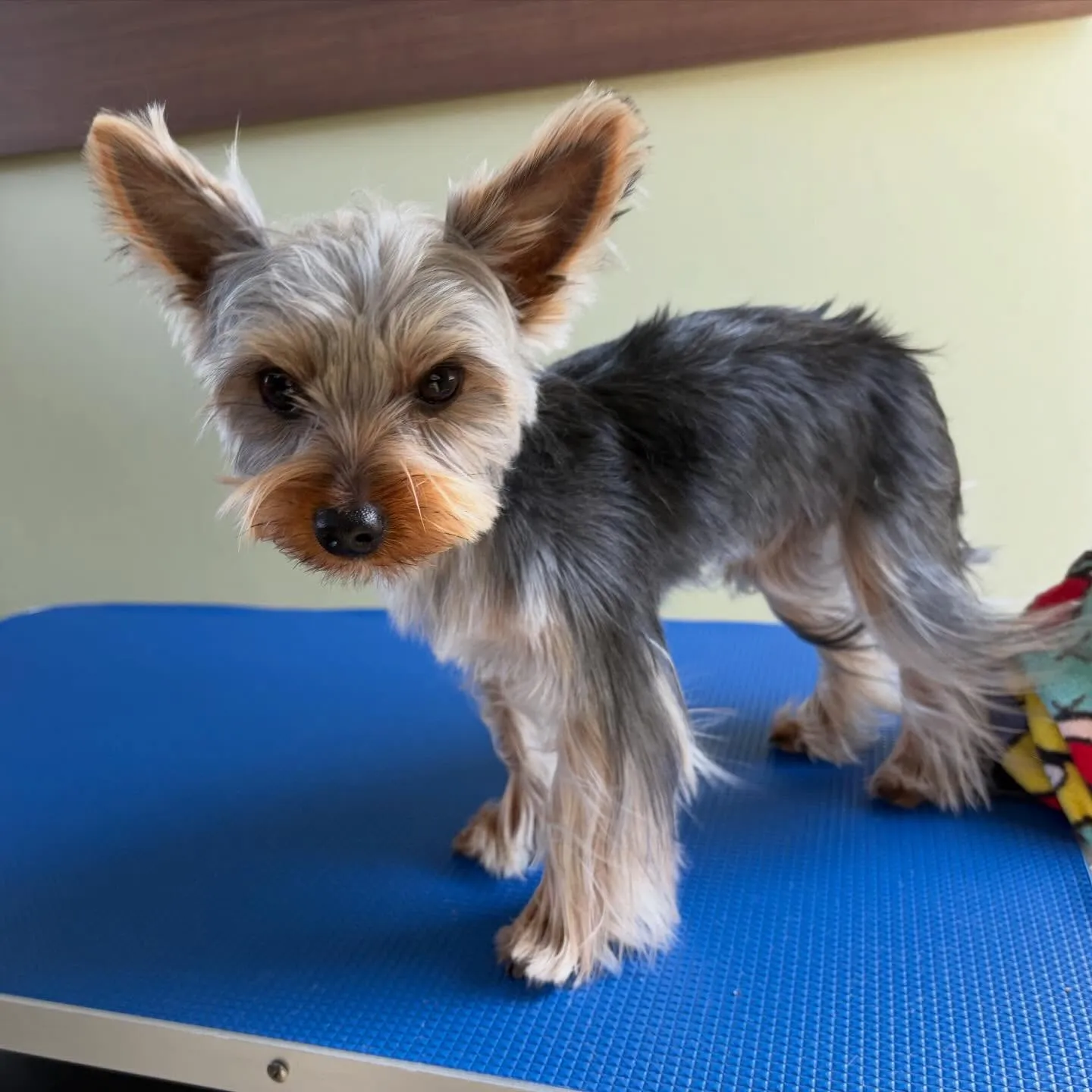 ようやく今月お手入れに来てくれたわんこたちです…！🎀