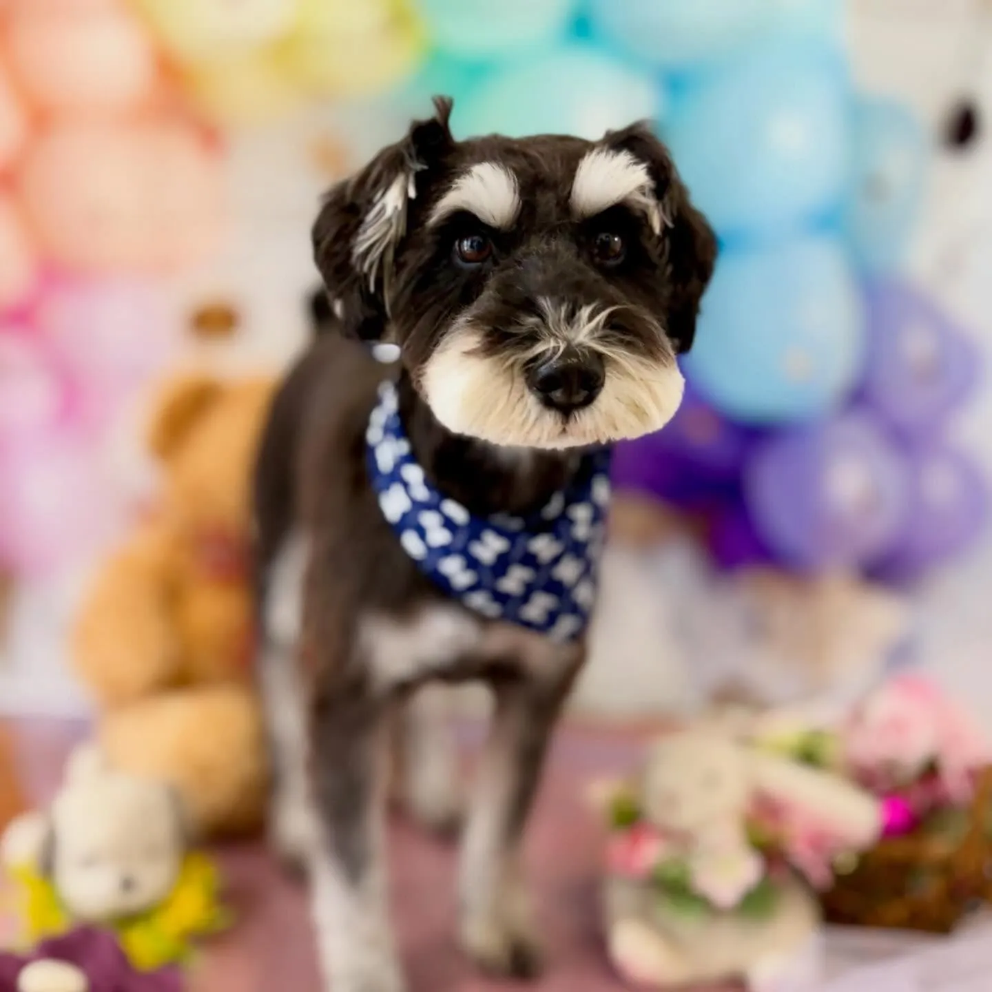 ようやく今月お手入れに来てくれたわんこたちです…！🎀