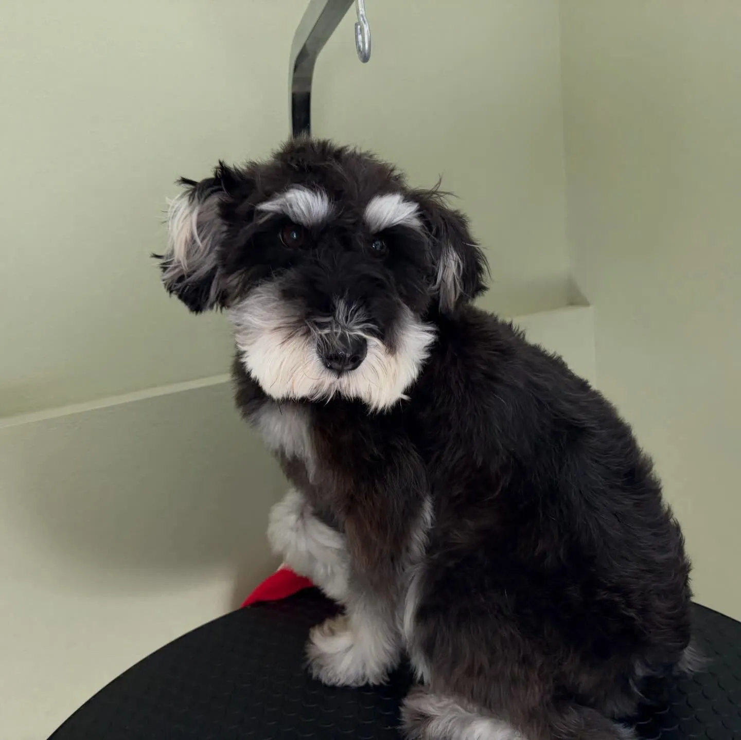 ようやく今月お手入れに来てくれたわんこたちです…！🎀