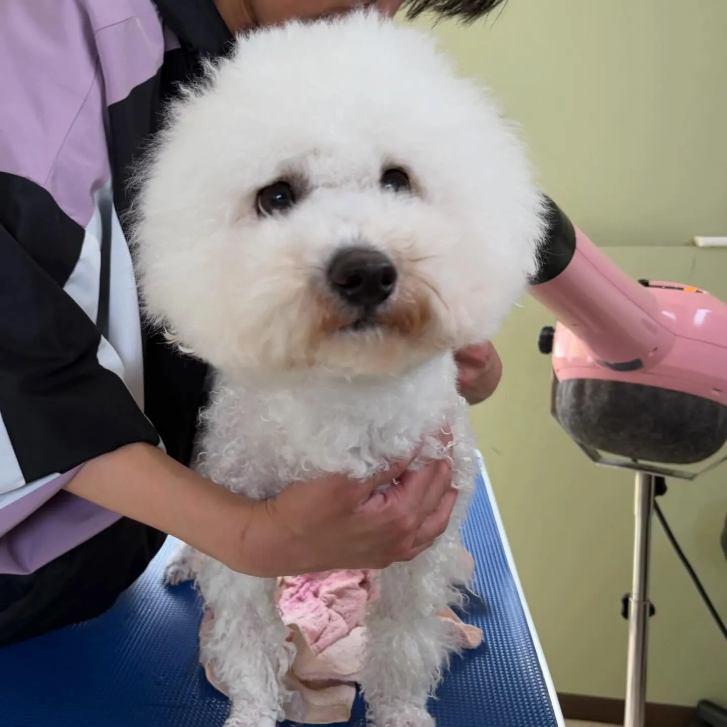 ようやく今月お手入れに来てくれたわんこたちです…！🎀