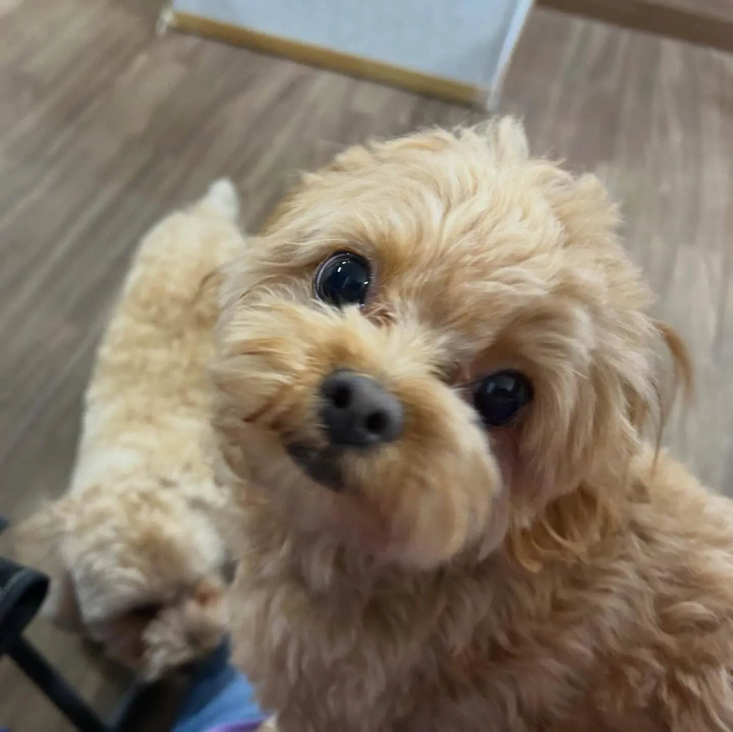 入会してくれたチワプーの茶々くんです💕