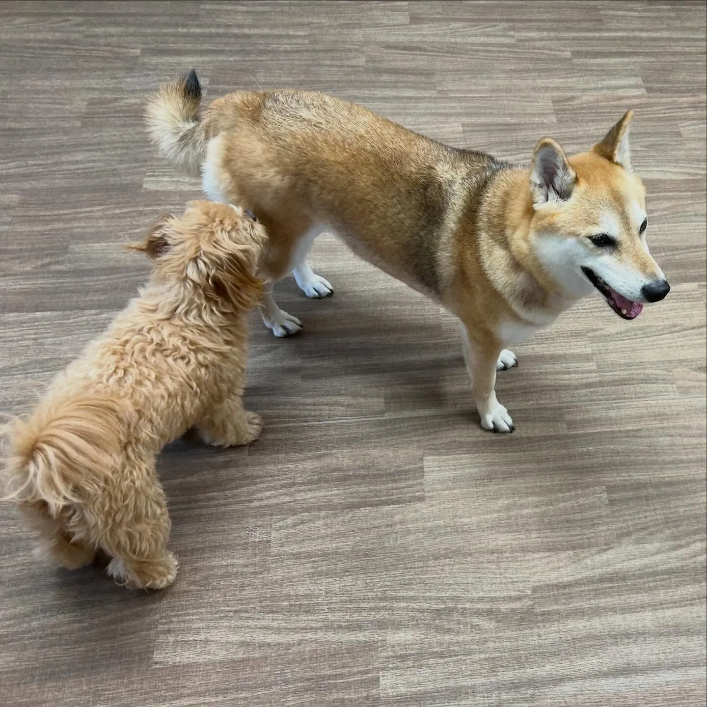 入会してくれたチワプーの茶々くんです💕