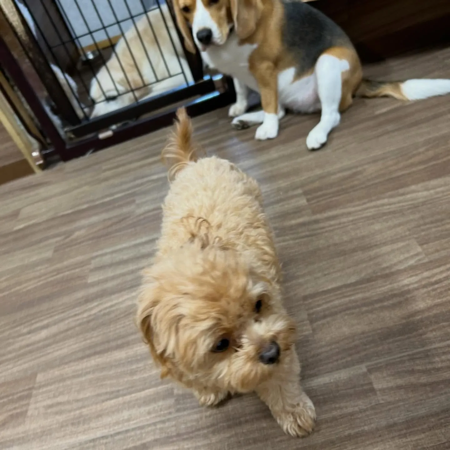 入会してくれたチワプーの茶々くんです💕