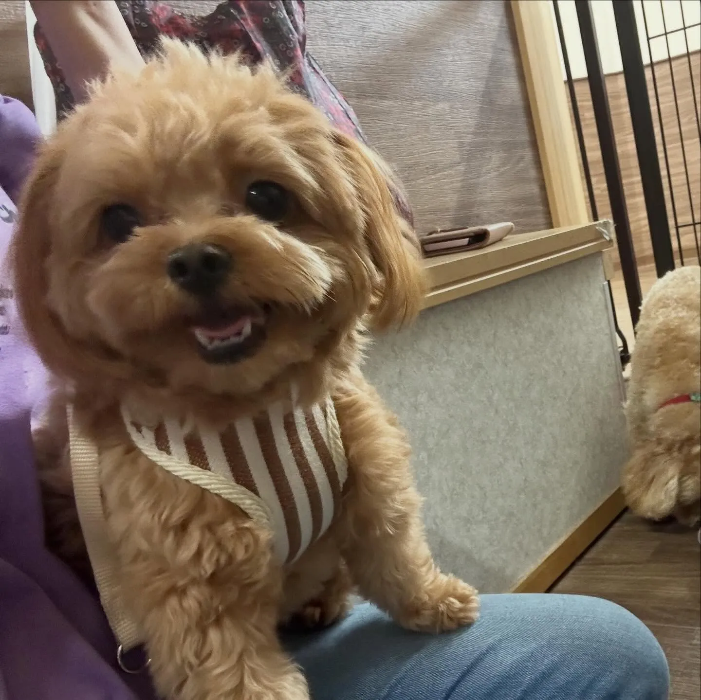 入会してくれたチワプーの茶々くんです💕