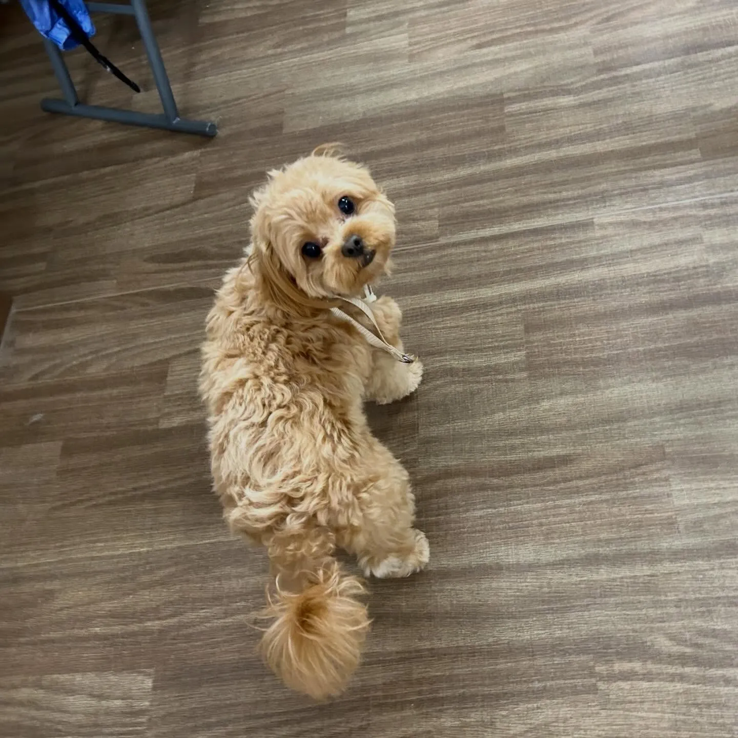 入会してくれたチワプーの茶々くんです💕