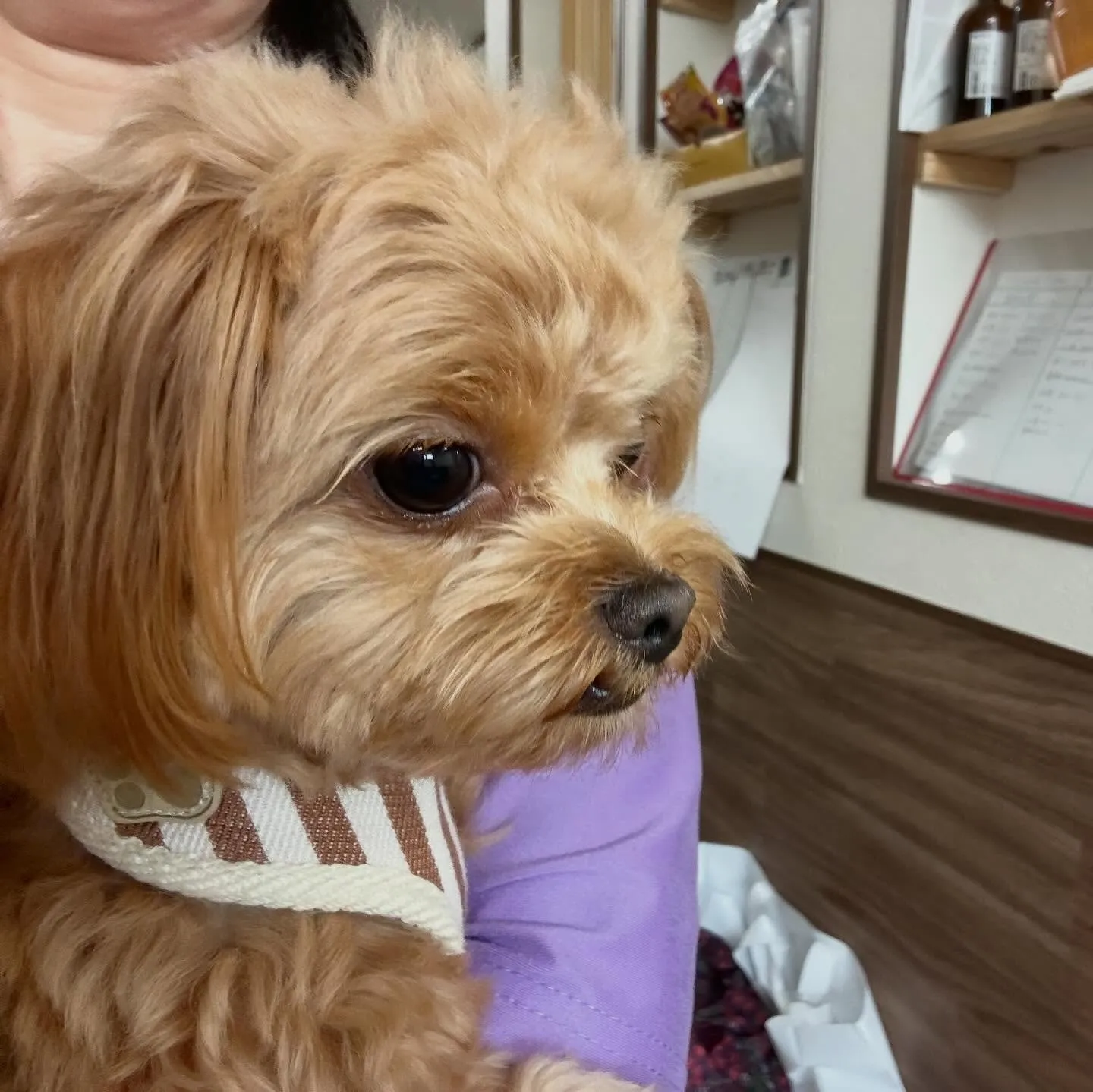 入会してくれたチワプーの茶々くんです💕