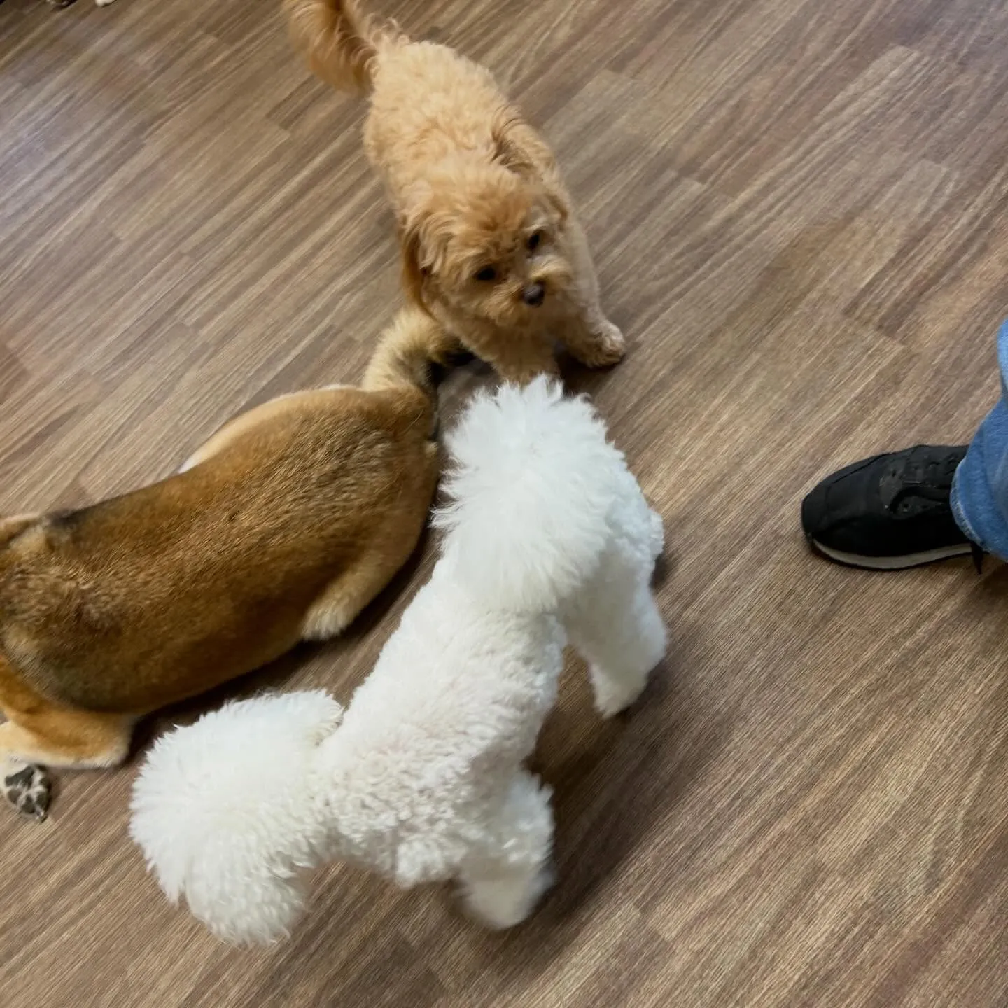 入会してくれたチワプーの茶々くんです💕