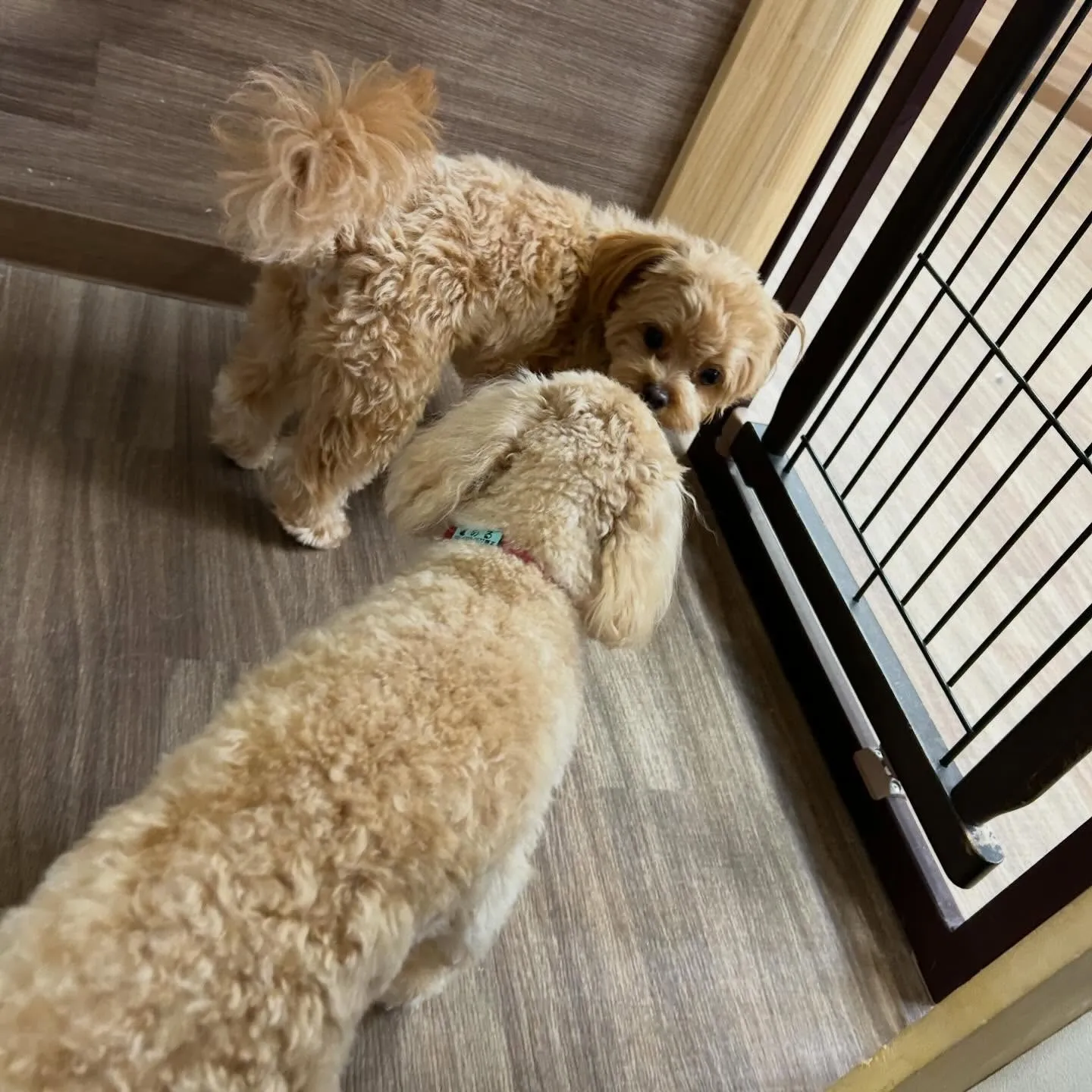 入会してくれたチワプーの茶々くんです💕