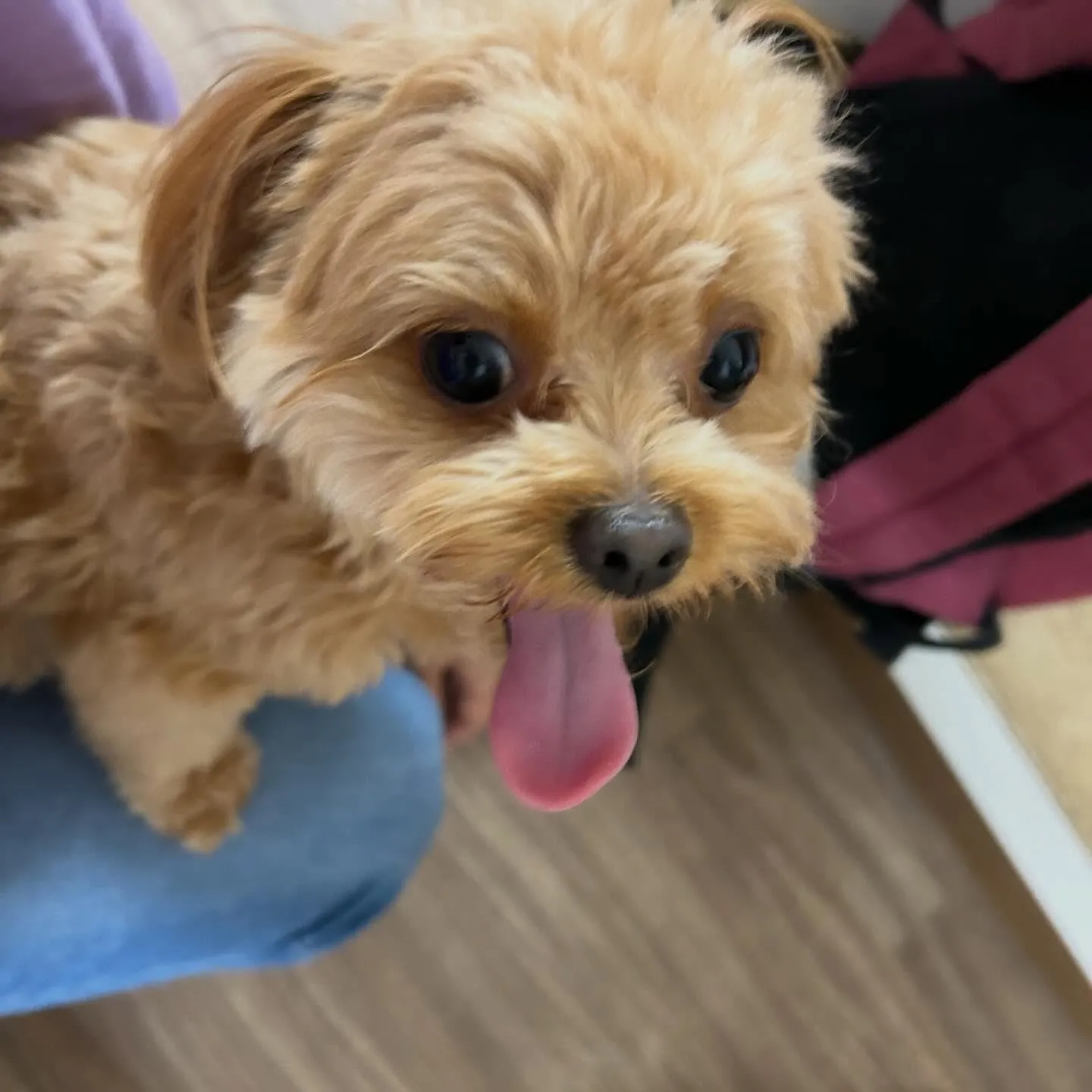 入会してくれたチワプーの茶々くんです💕