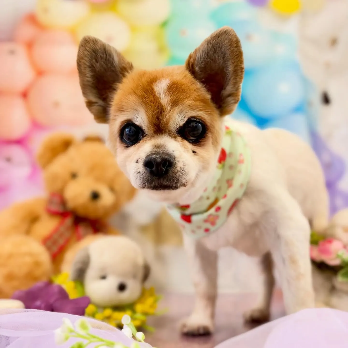 トリミングのセットメニューをご利用頂いたわんこたちです🐾