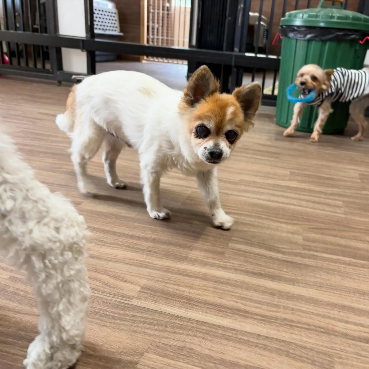 トリミングのセットメニューをご利用頂いたわんこたちです🐾