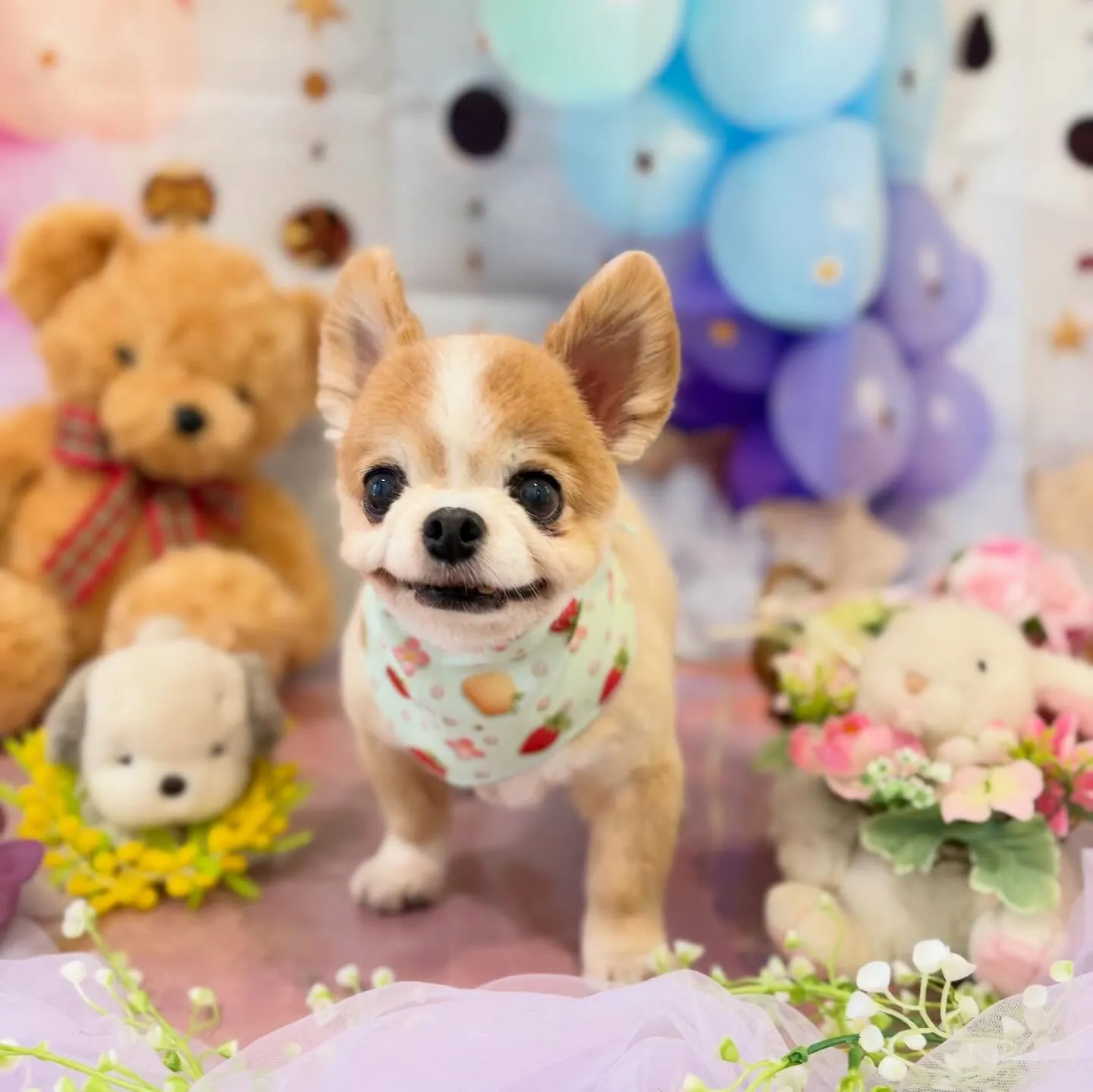 トリミングのセットメニューをご利用頂いたわんこたちです🐾