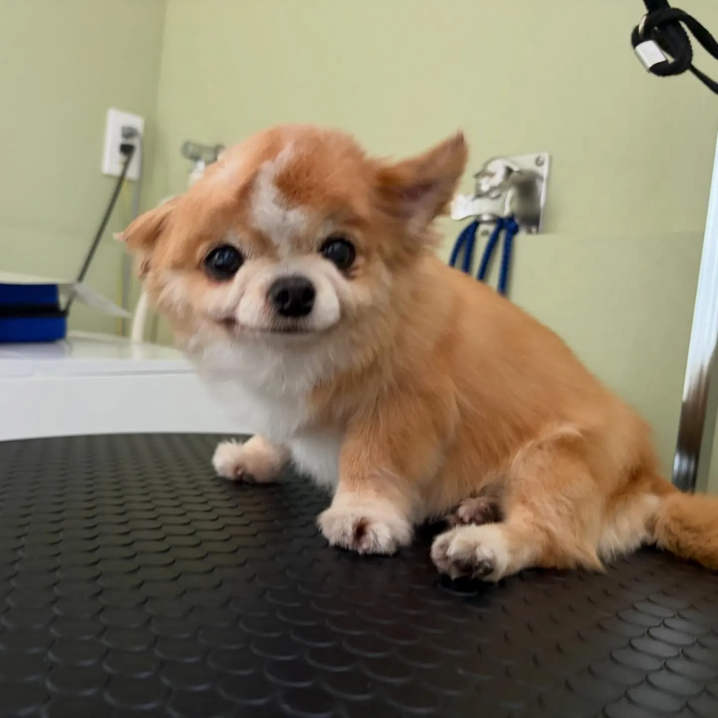 トリミングのセットメニューをご利用頂いたわんこたちです🐾