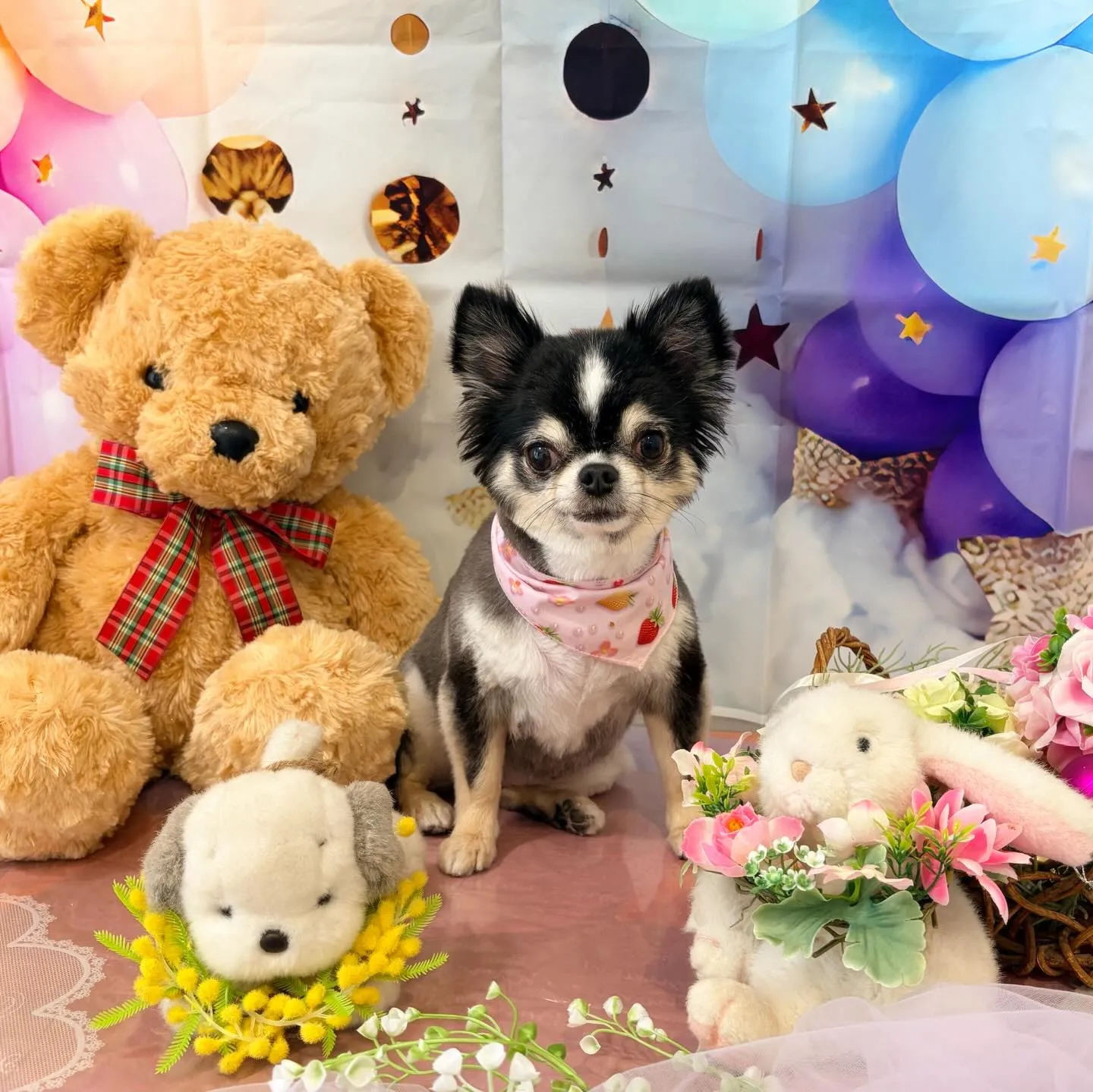 トリミングのセットメニューをご利用頂いたわんこたちです🐾