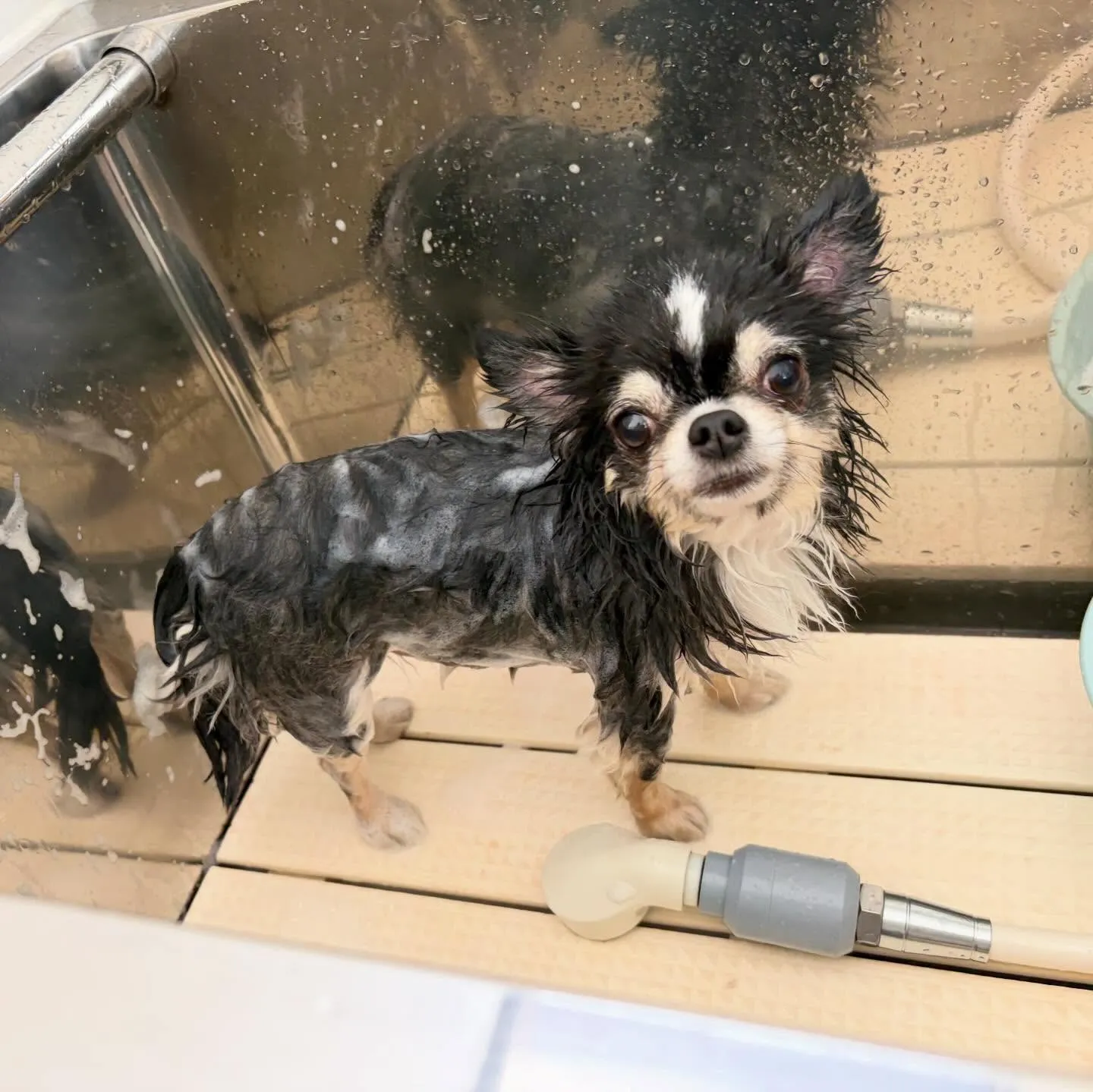 トリミングのセットメニューをご利用頂いたわんこたちです🐾