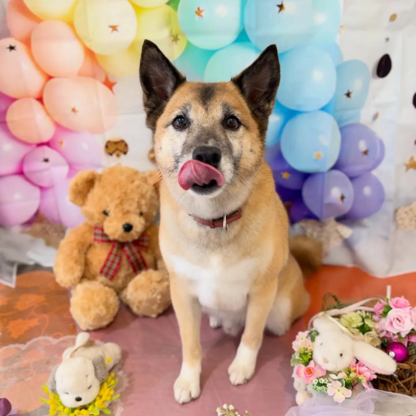 トリミングのセットメニューをご利用頂いたわんこたちです🐾