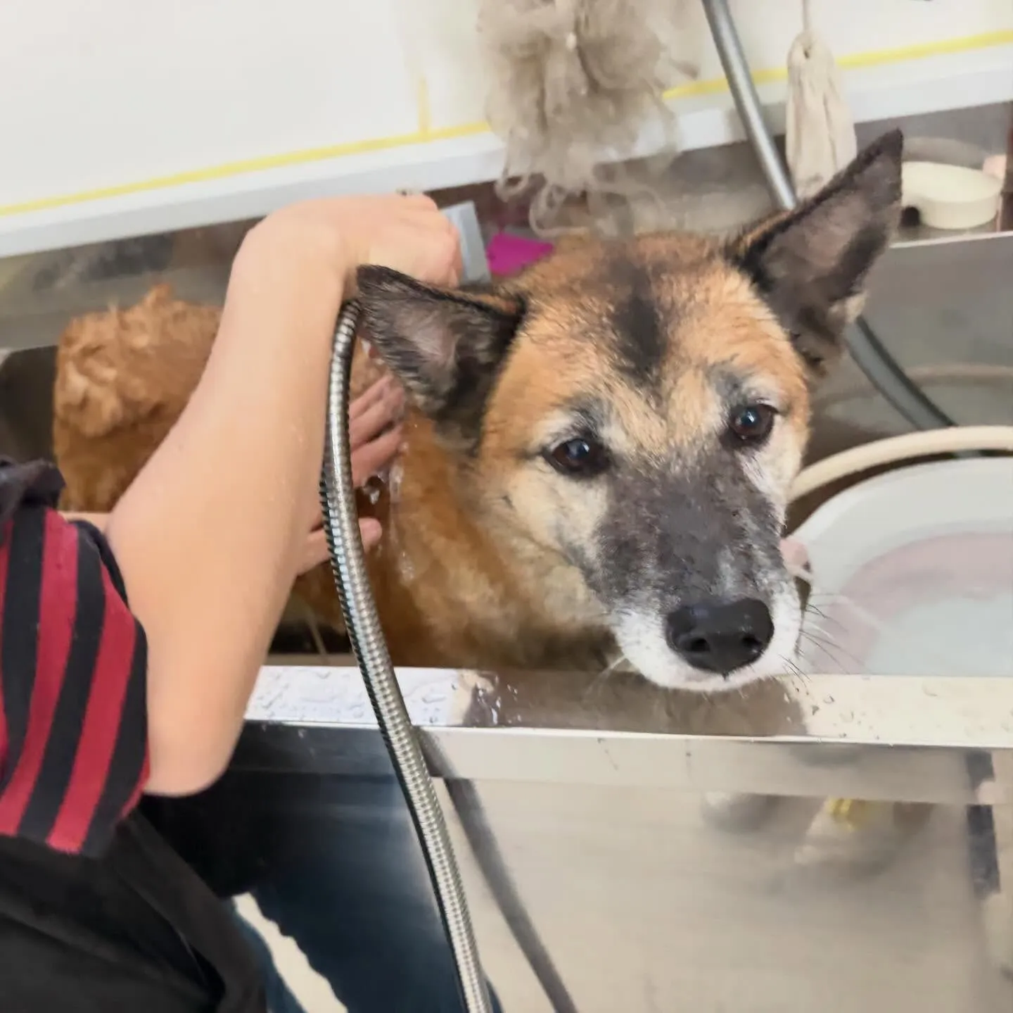 トリミングのセットメニューをご利用頂いたわんこたちです🐾