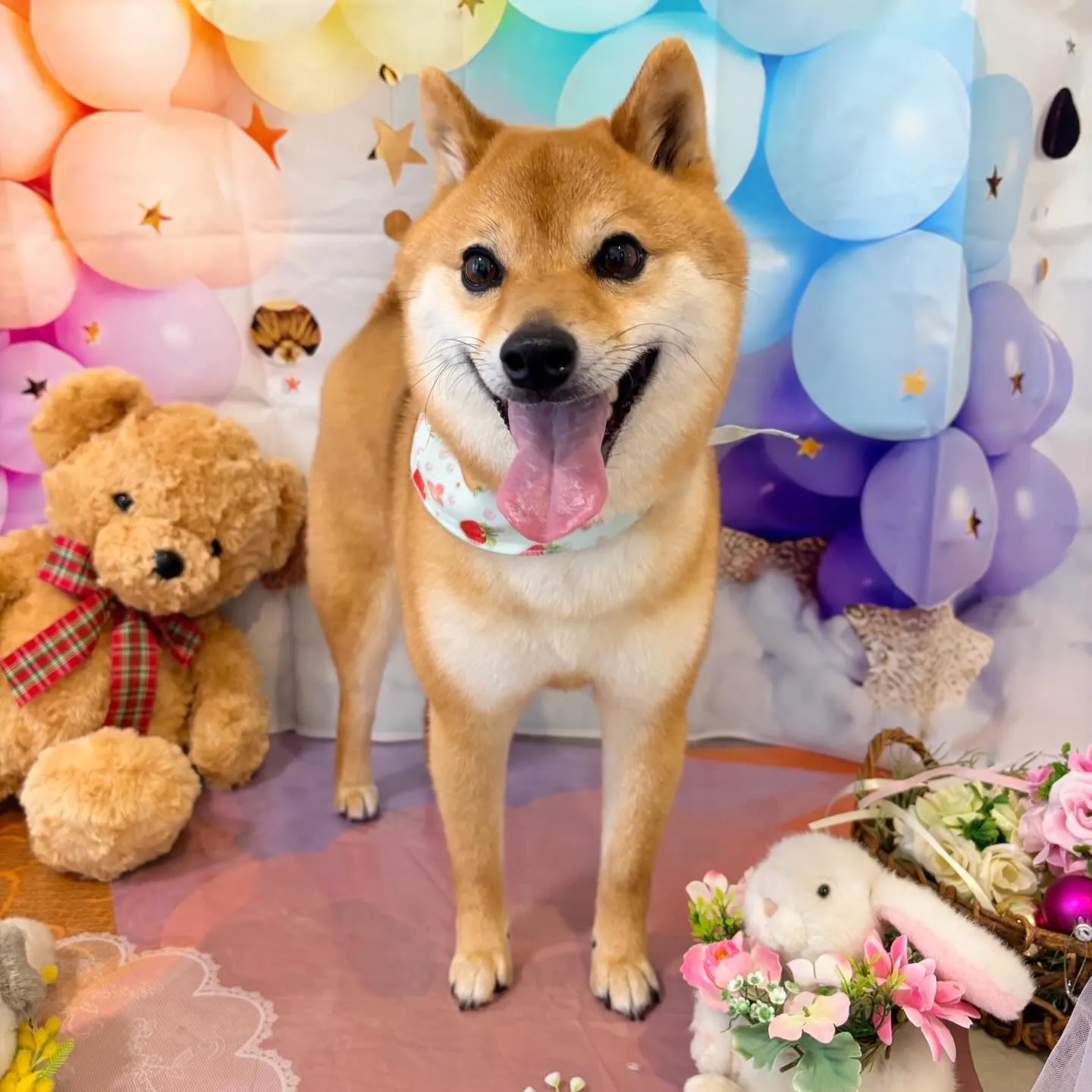 トリミングのセットメニューをご利用頂いたわんこたちです🐾