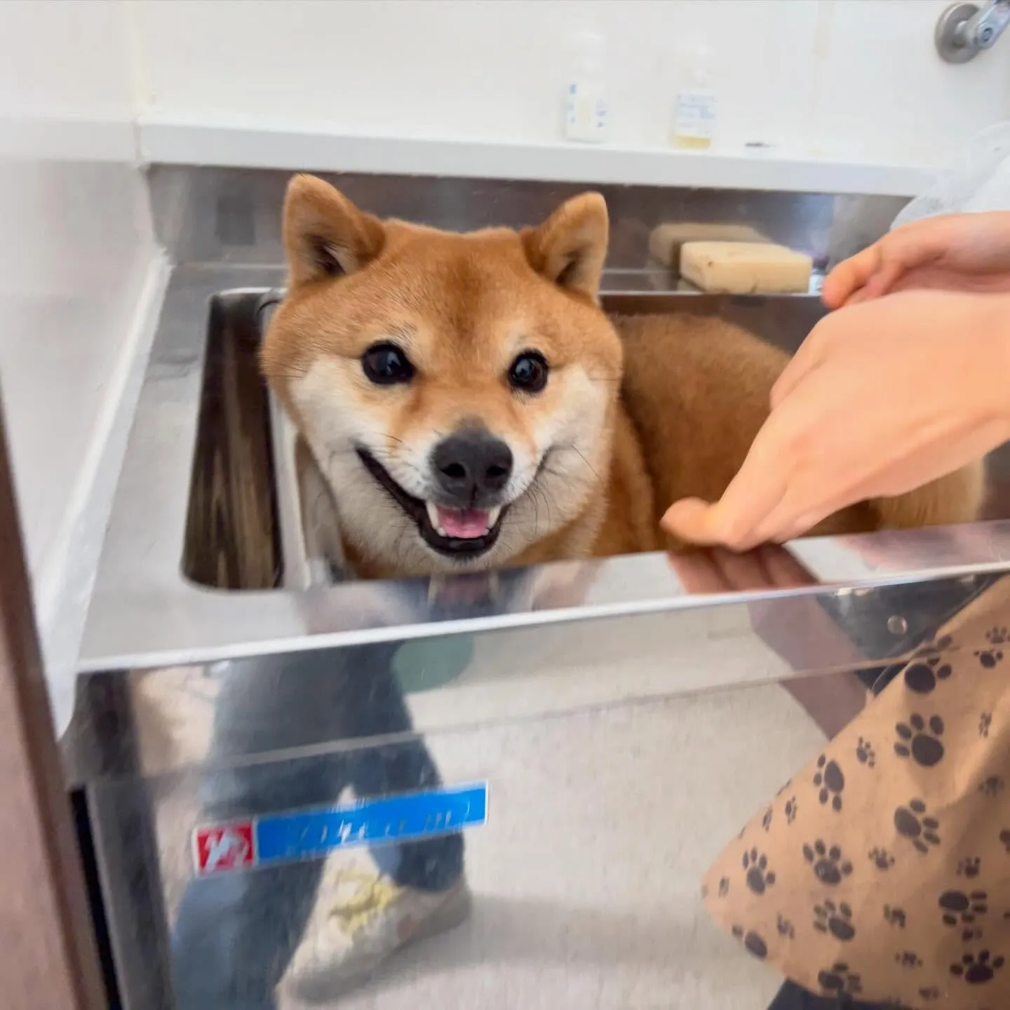 トリミングのセットメニューをご利用頂いたわんこたちです🐾