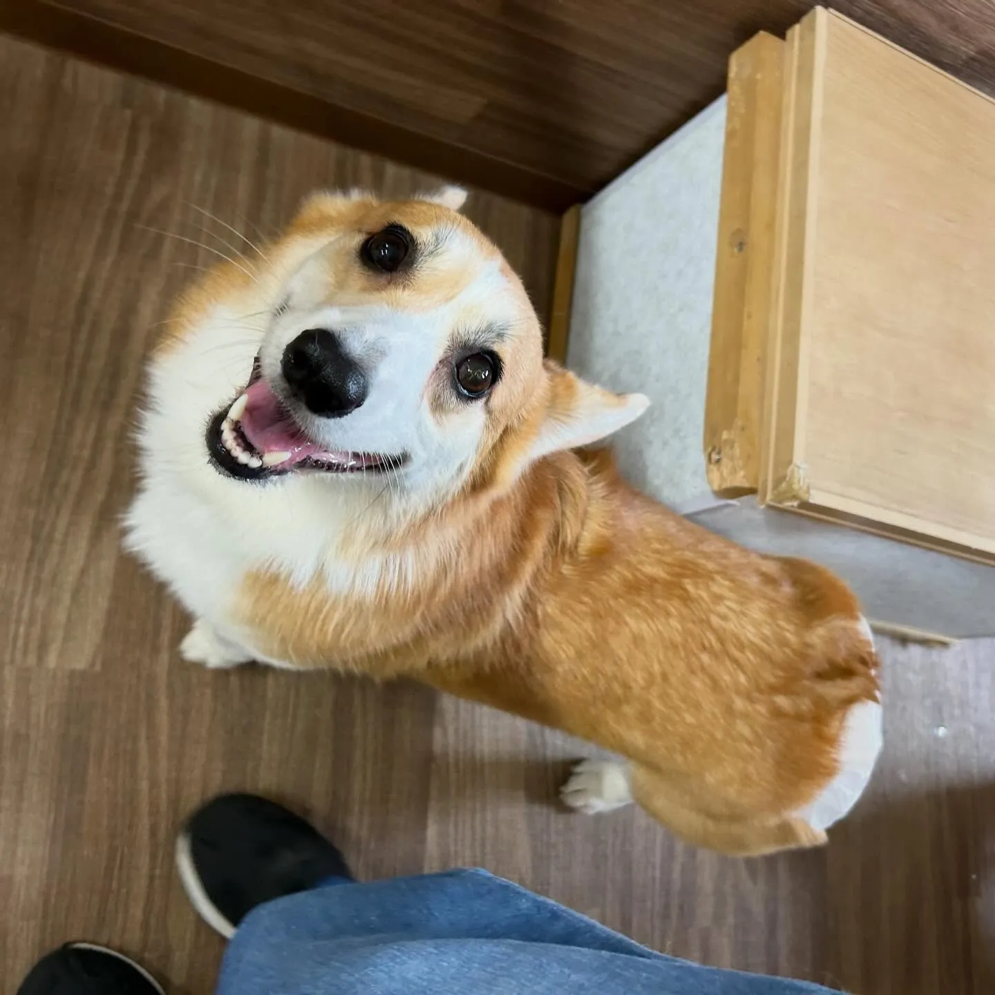 入会してくれたララちゃんです❣️