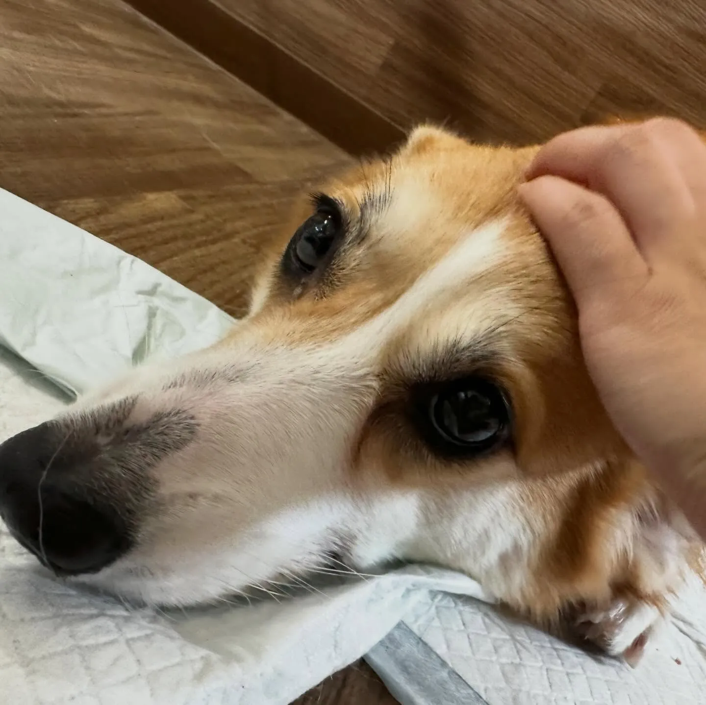 入会してくれたララちゃんです❣️