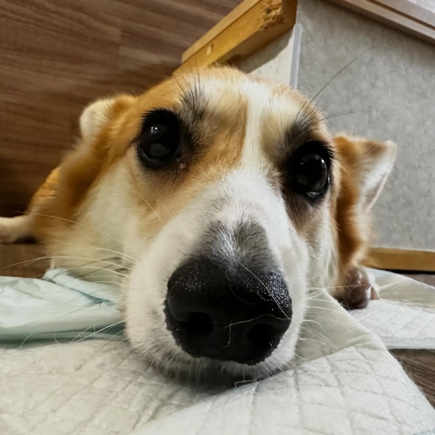 入会してくれたララちゃんです❣️