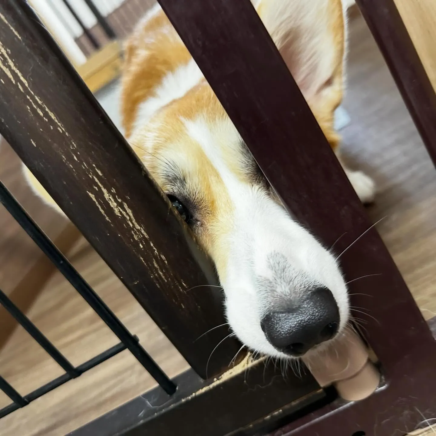 入会してくれたララちゃんです❣️