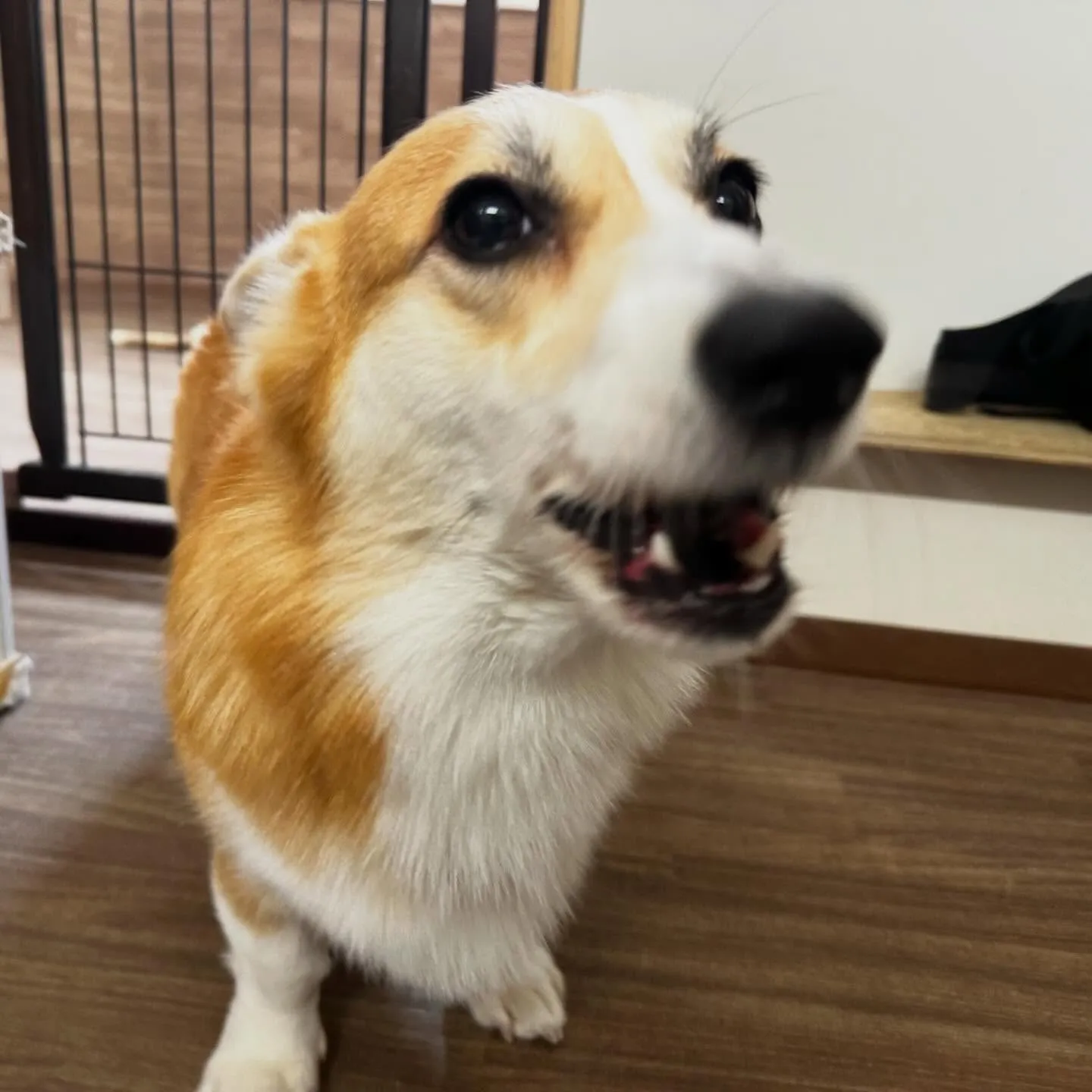 入会してくれたララちゃんです❣️