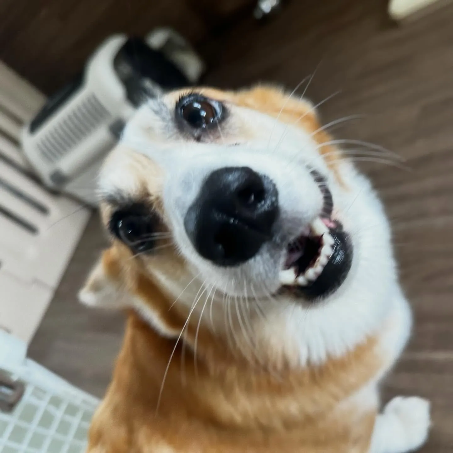 入会してくれたララちゃんです❣️