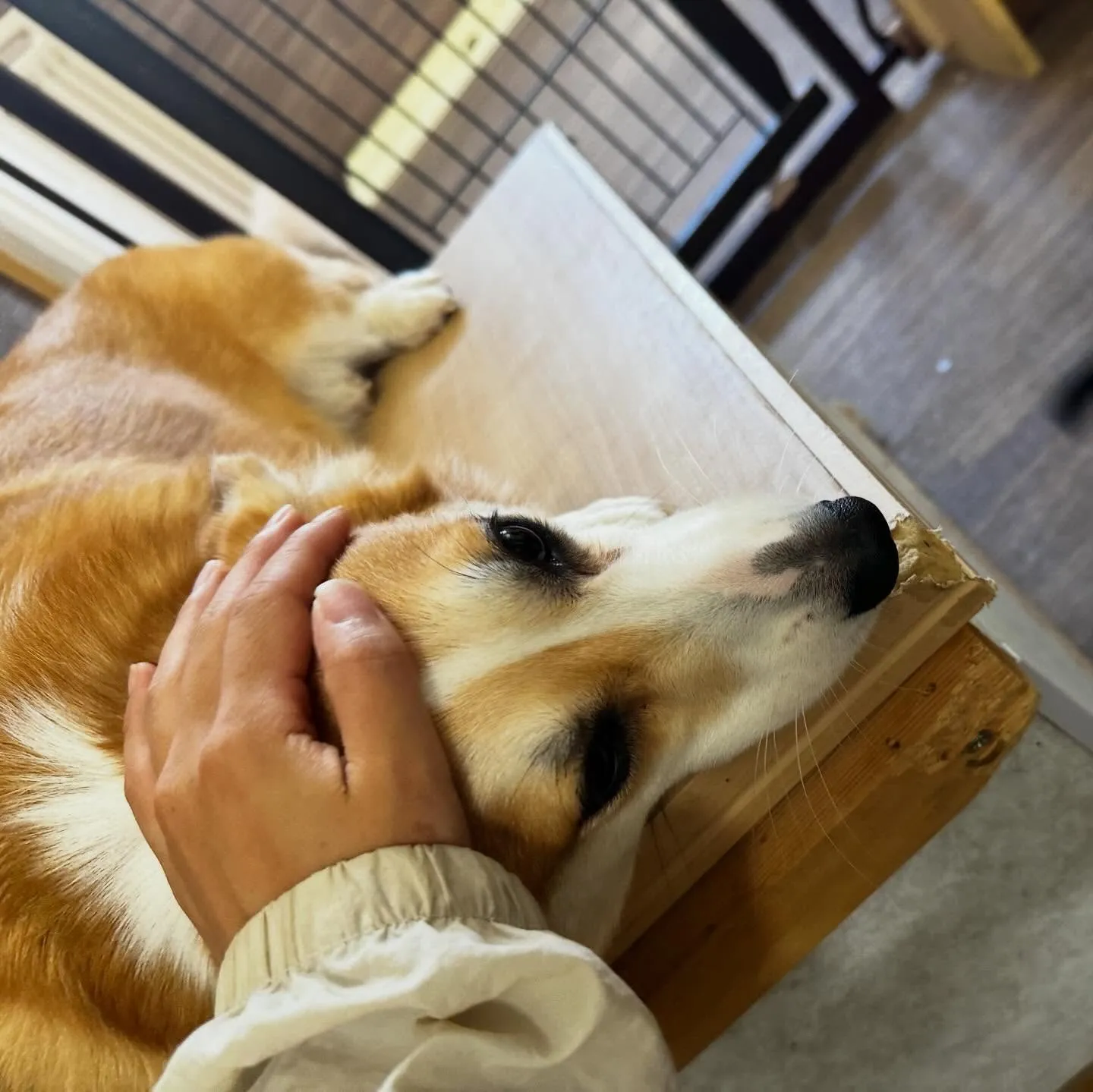 入会してくれたララちゃんです❣️