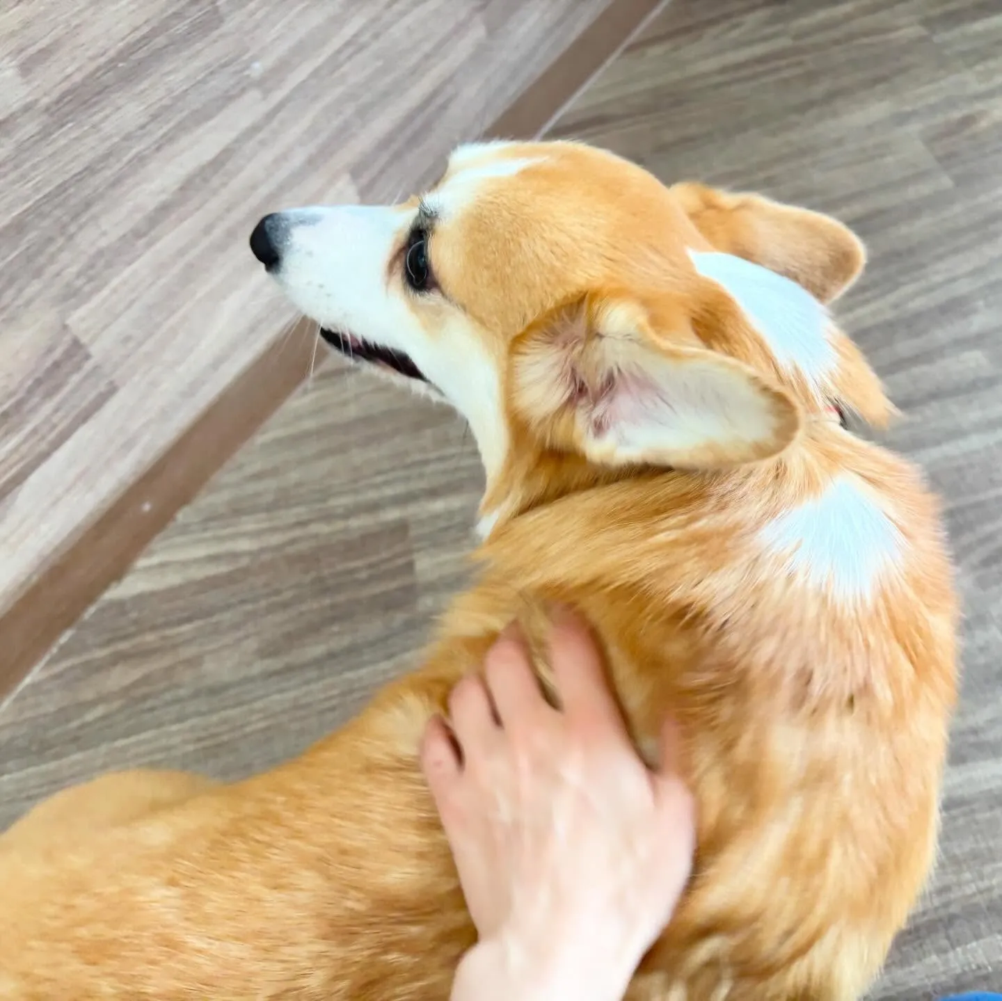 入会してくれたララちゃんです❣️