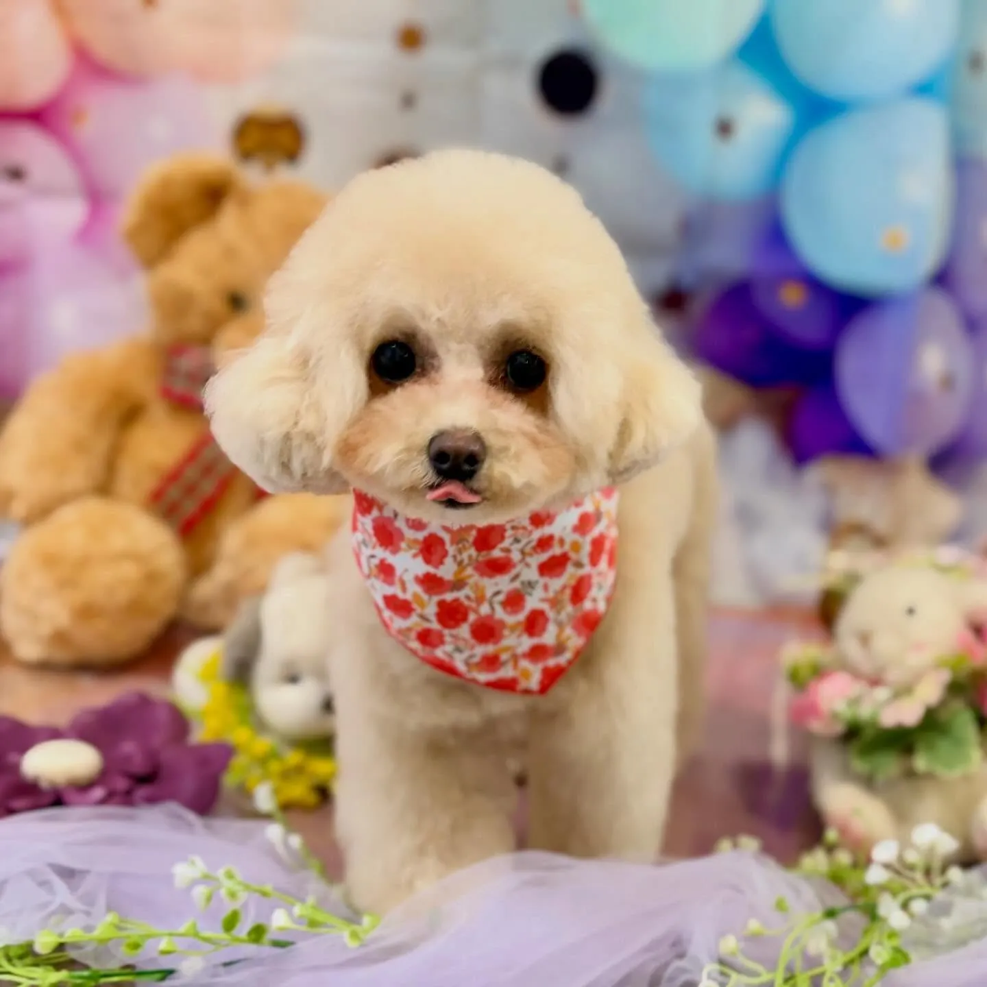 トリミングのセットメニューをご利用頂いたわんこたちです🎶