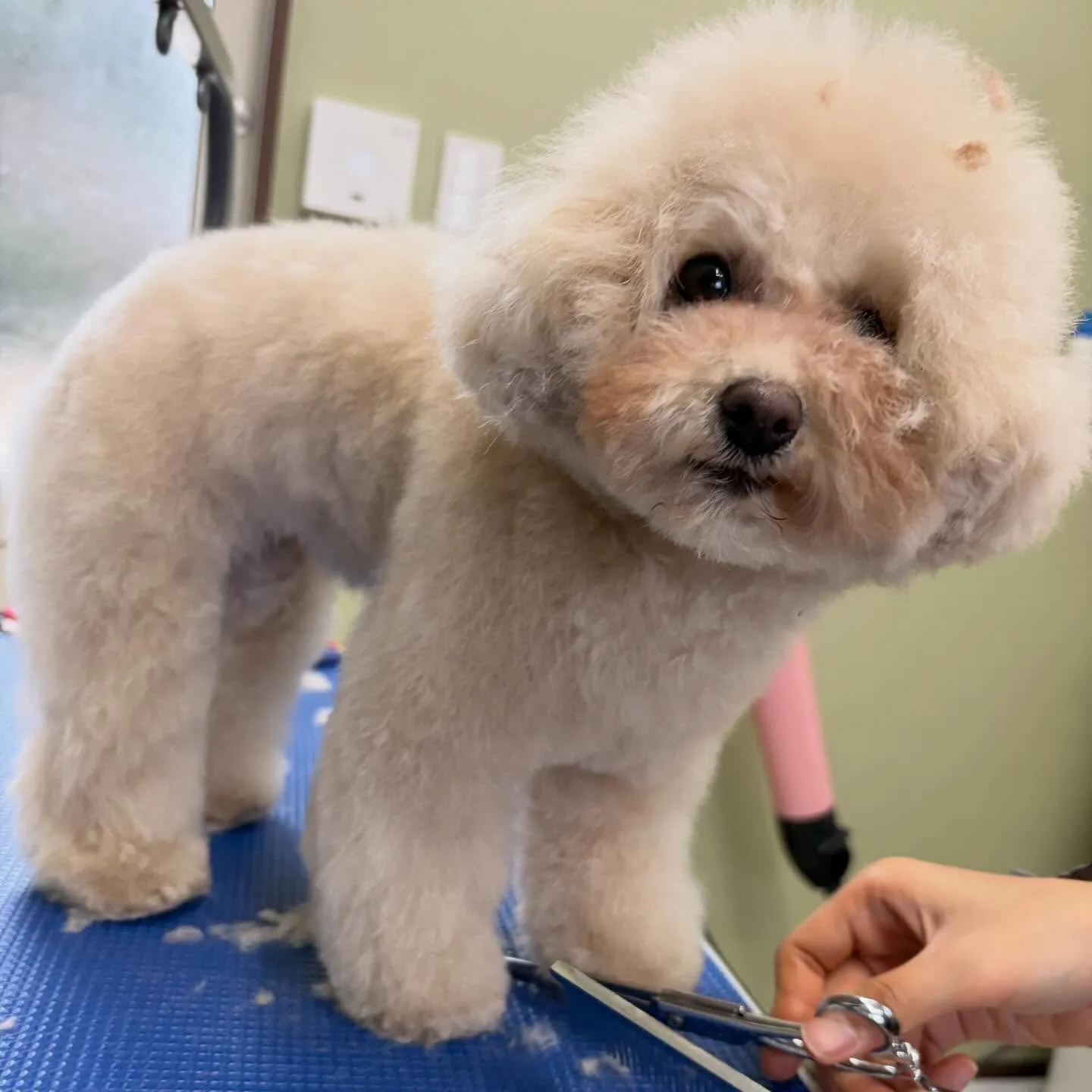トリミングのセットメニューをご利用頂いたわんこたちです🎶