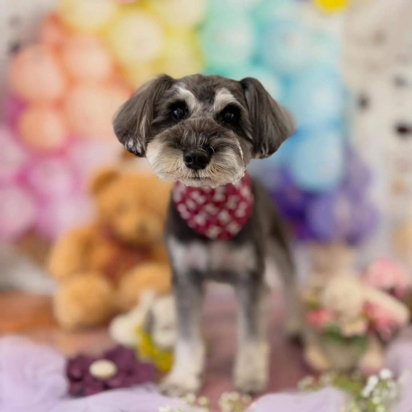 トリミングのセットメニューをご利用頂いたわんこたちです🎶