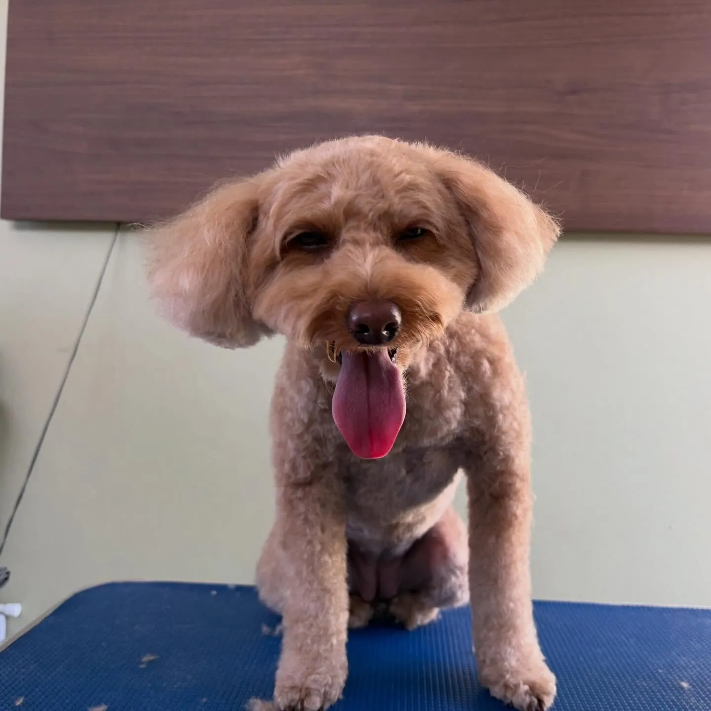 トリミングのセットメニューをご利用頂いたわんこたちです🎶