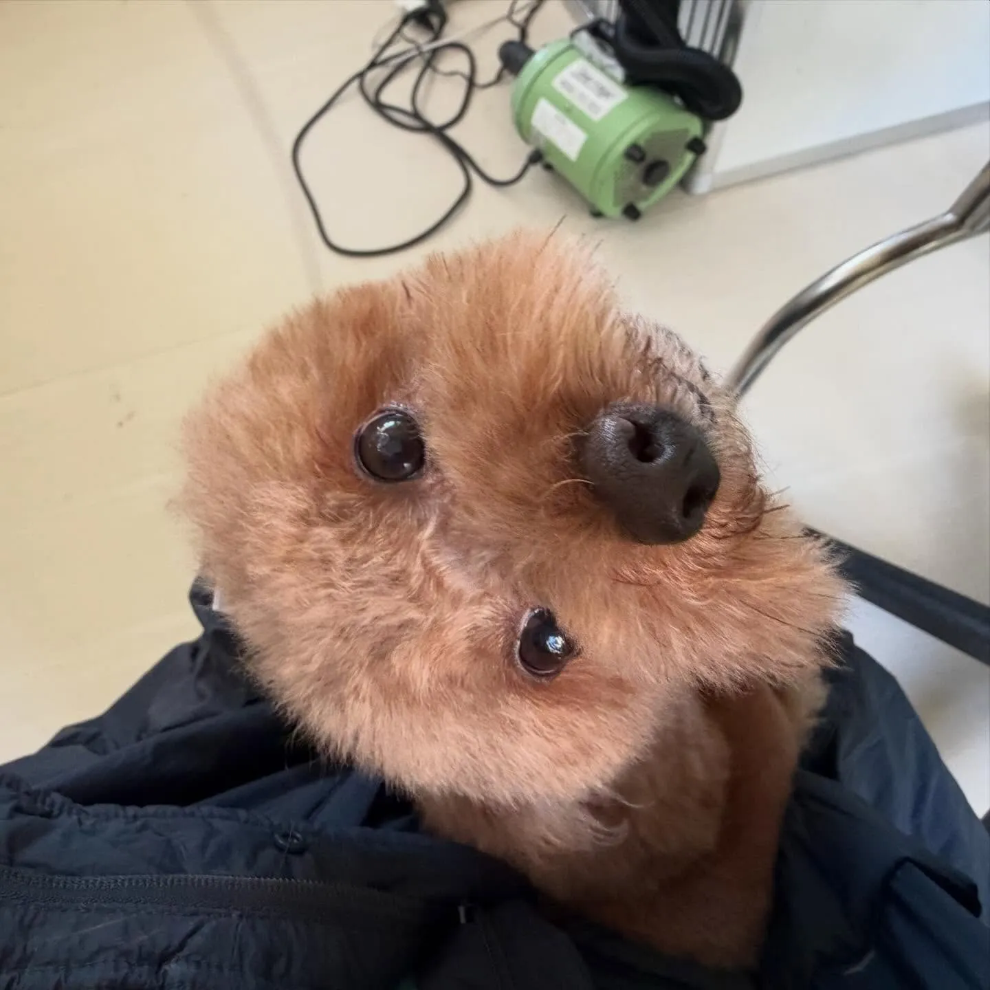 入会してくれたうにくんです💖