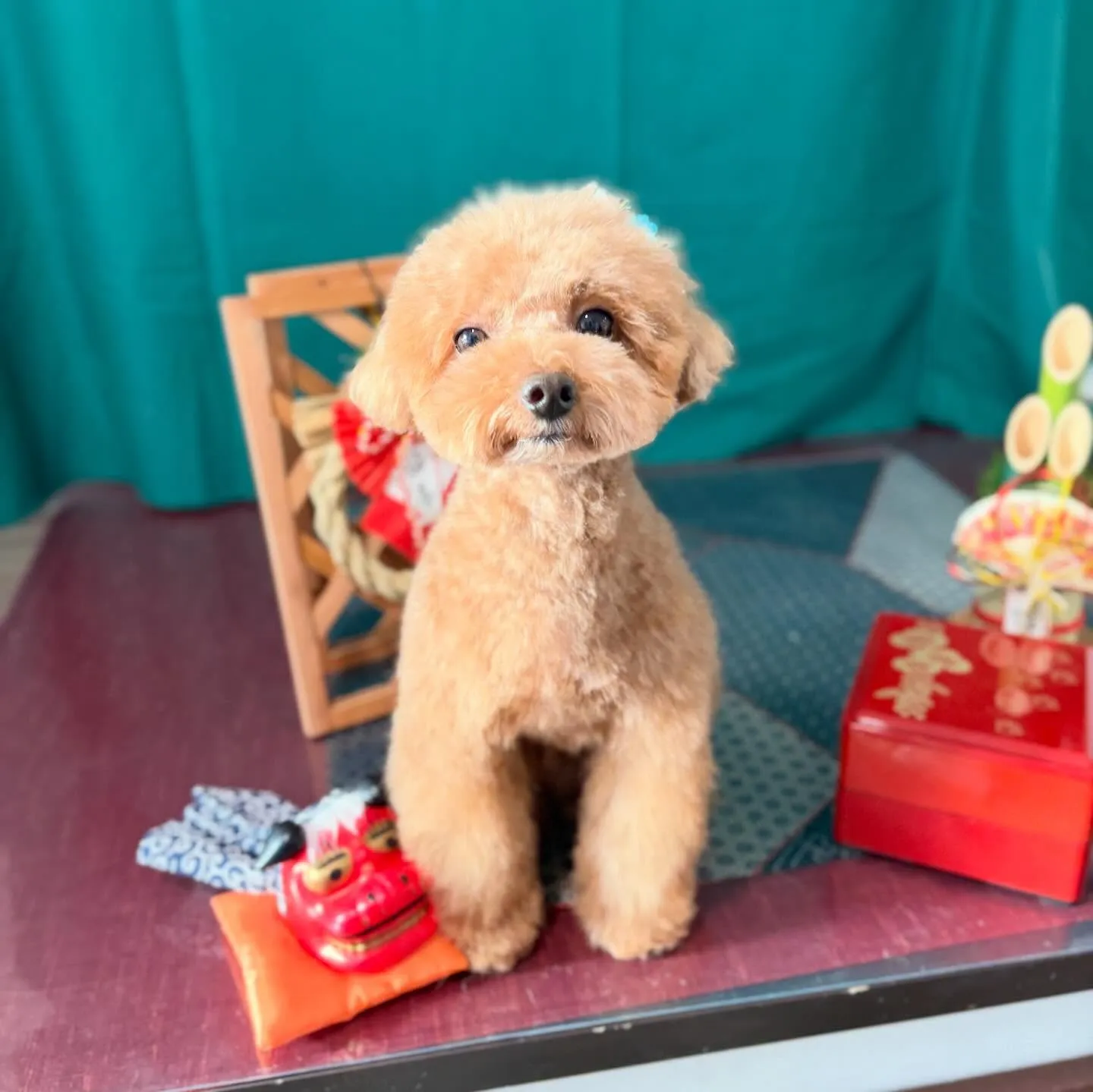 入会してくれたうにくんです💖