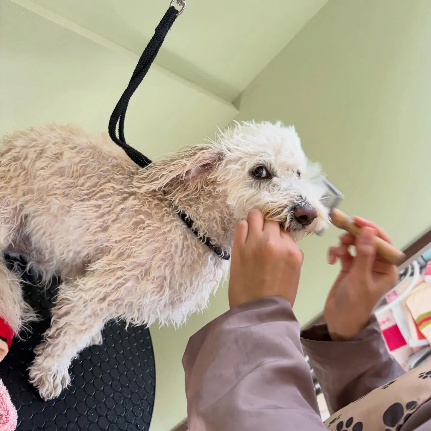 トリミングのセットメニューをご利用頂いたわんこたちです🐾
