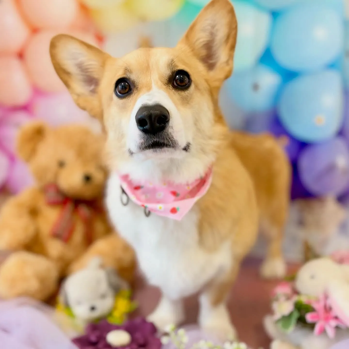 トリミングのセットメニューをご利用頂いたわんこたちです🐾